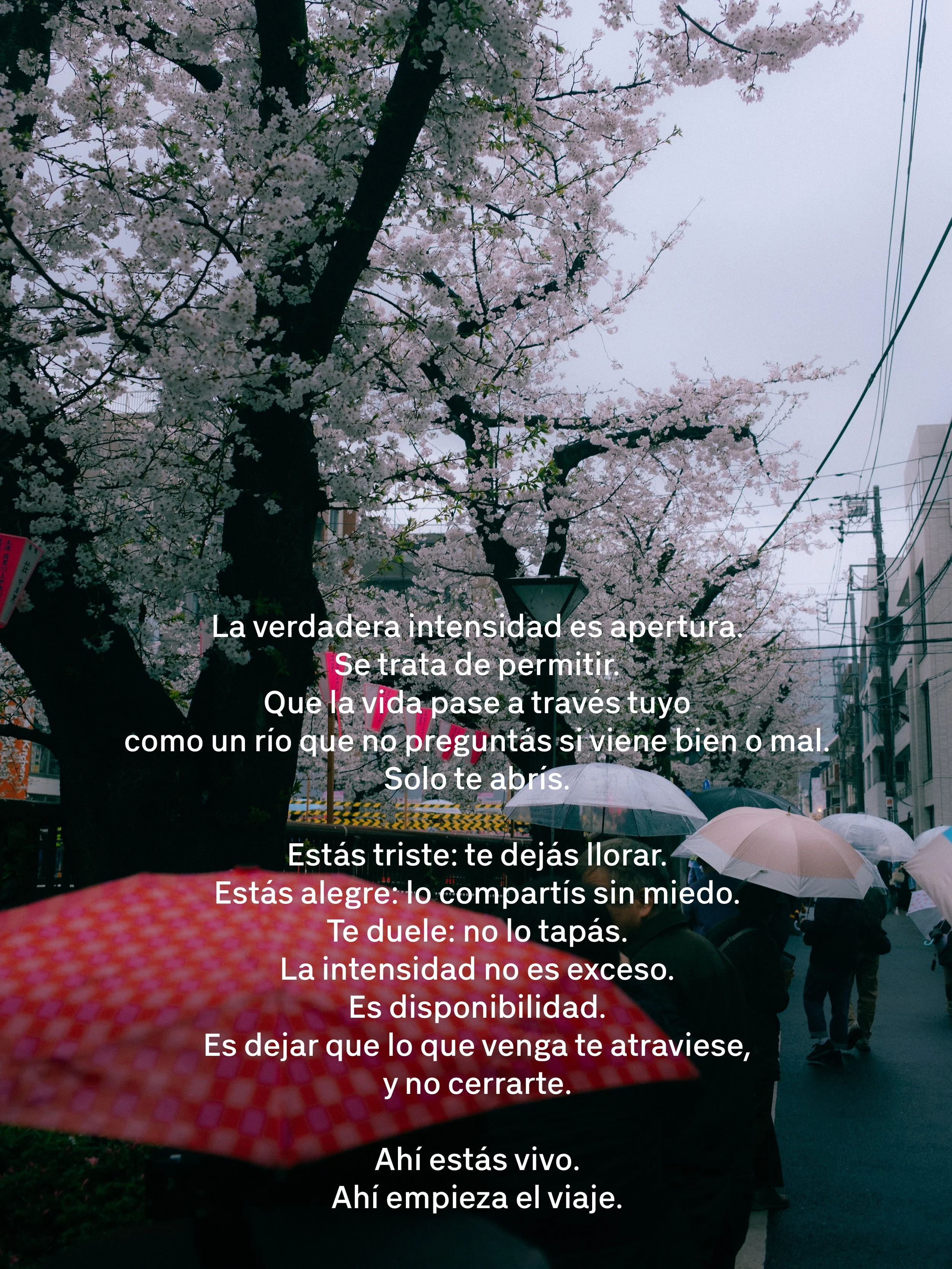 Calle con árboles en flor de cerezos, personas con paraguas esperando o caminando, día lluvioso, en un ambiente urbano.