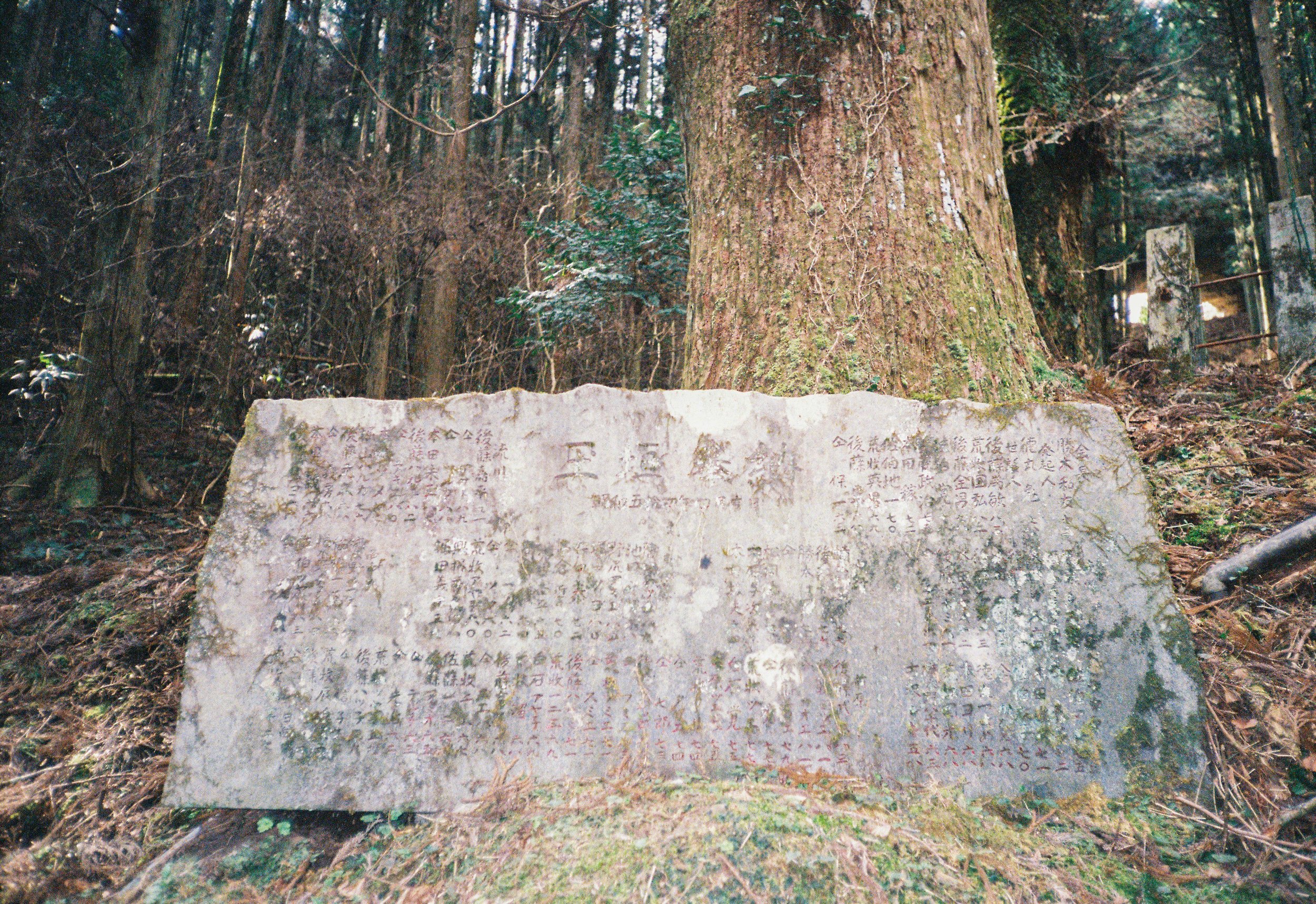 Un árbol grande y antiguo en un bosque con una placa de piedra con inscripciones en japonés en la base del árbol.
