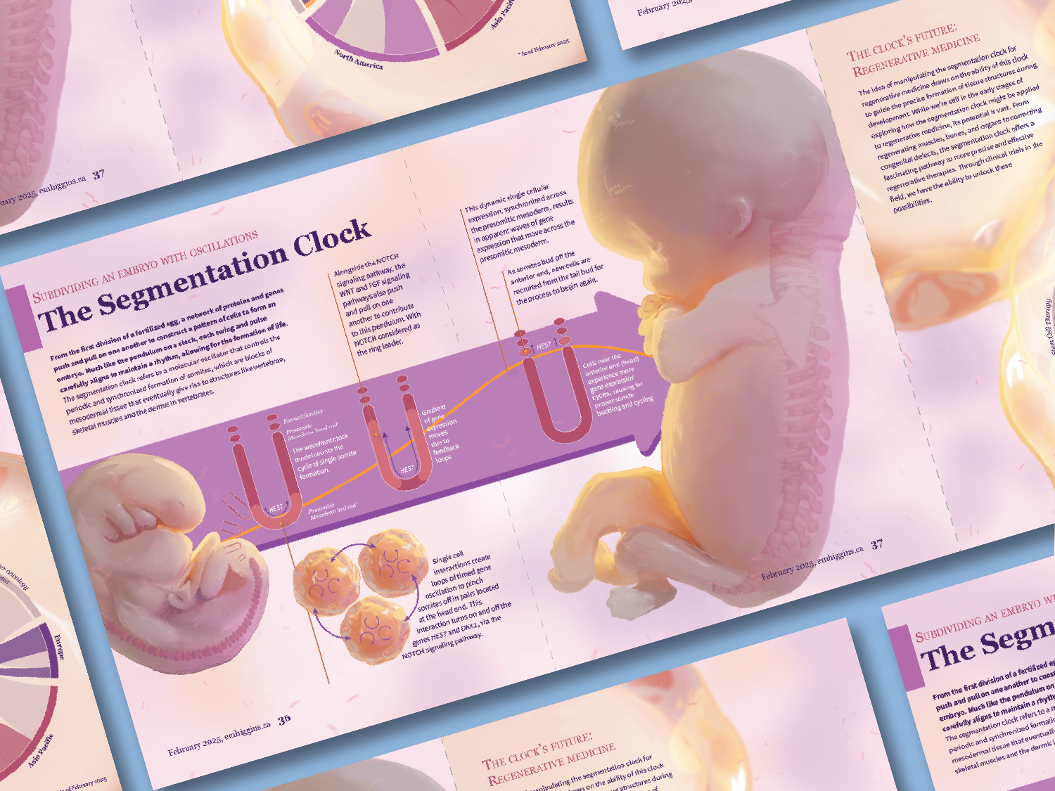 The Segmentation Clock - an Infographic