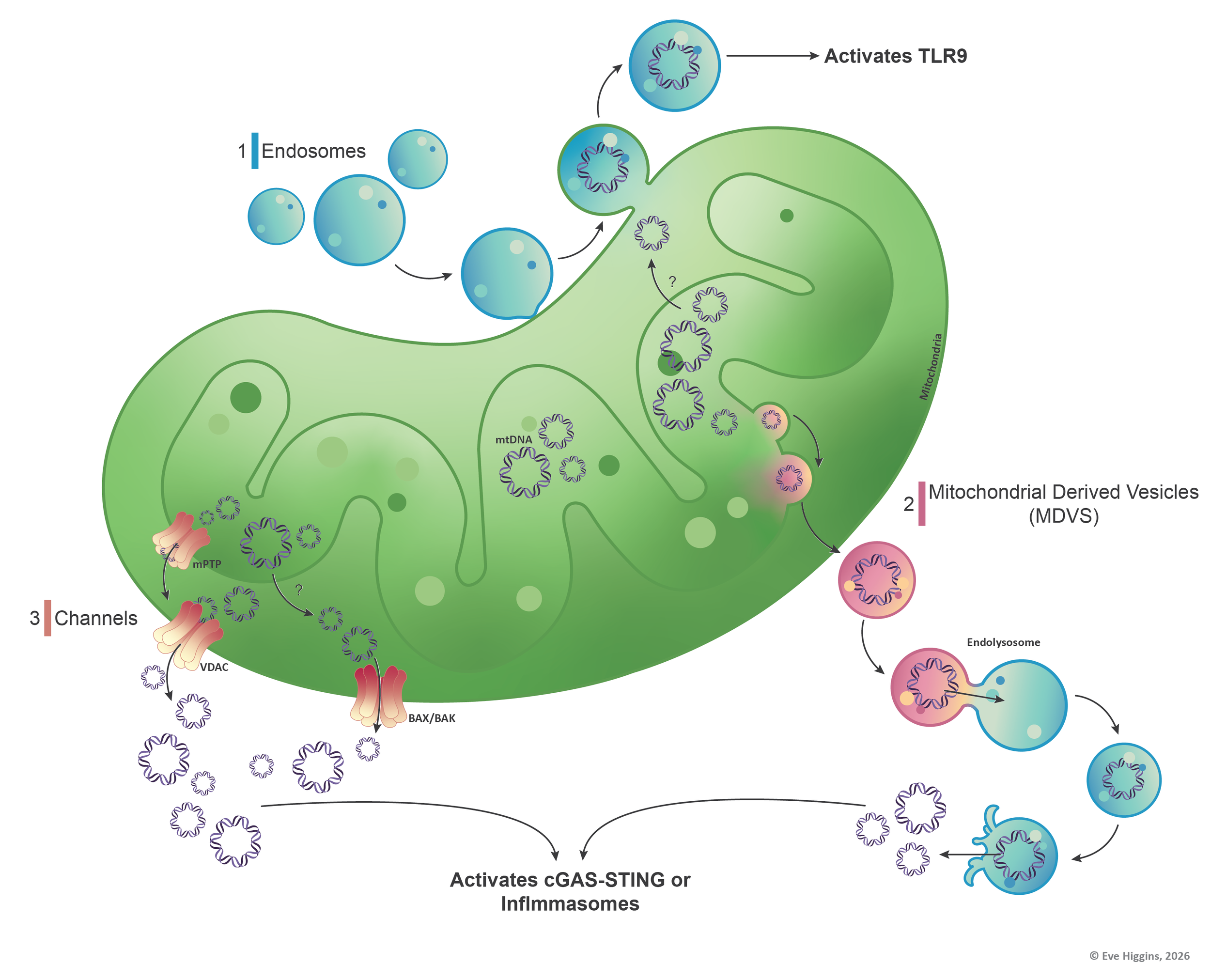 Mechanisms of mtDNA release - designed for research presentations and publication use