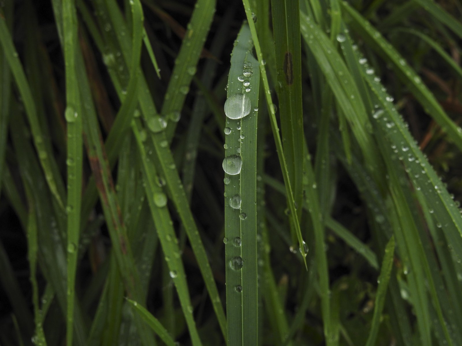DSCN4670.jpg