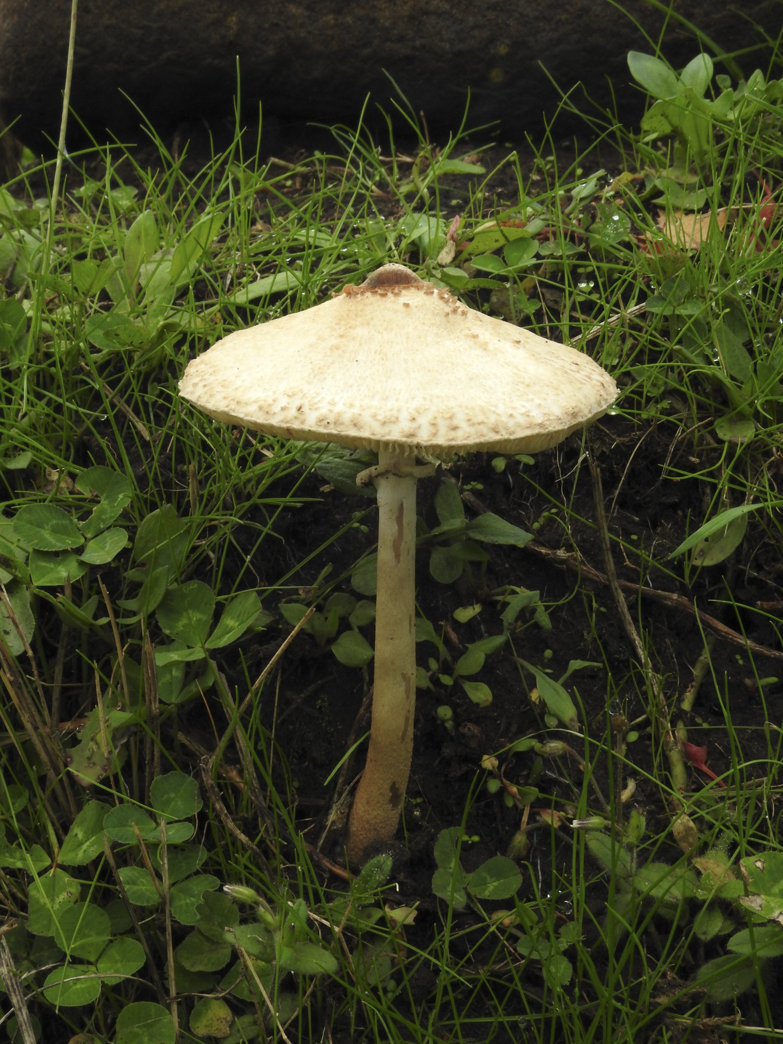DSCN4786.jpg