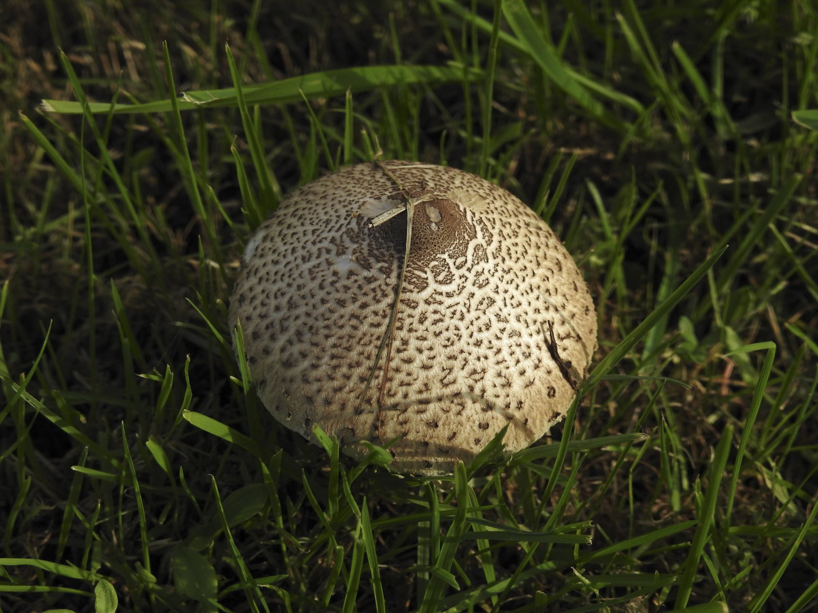 DSCN4815.jpg