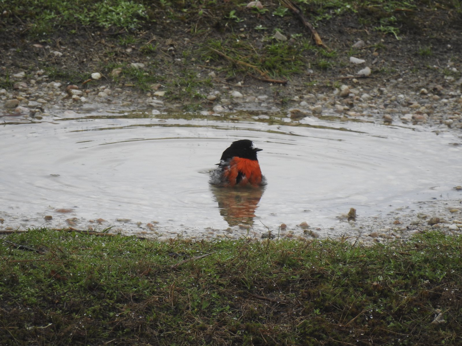 DSCN4707.jpg