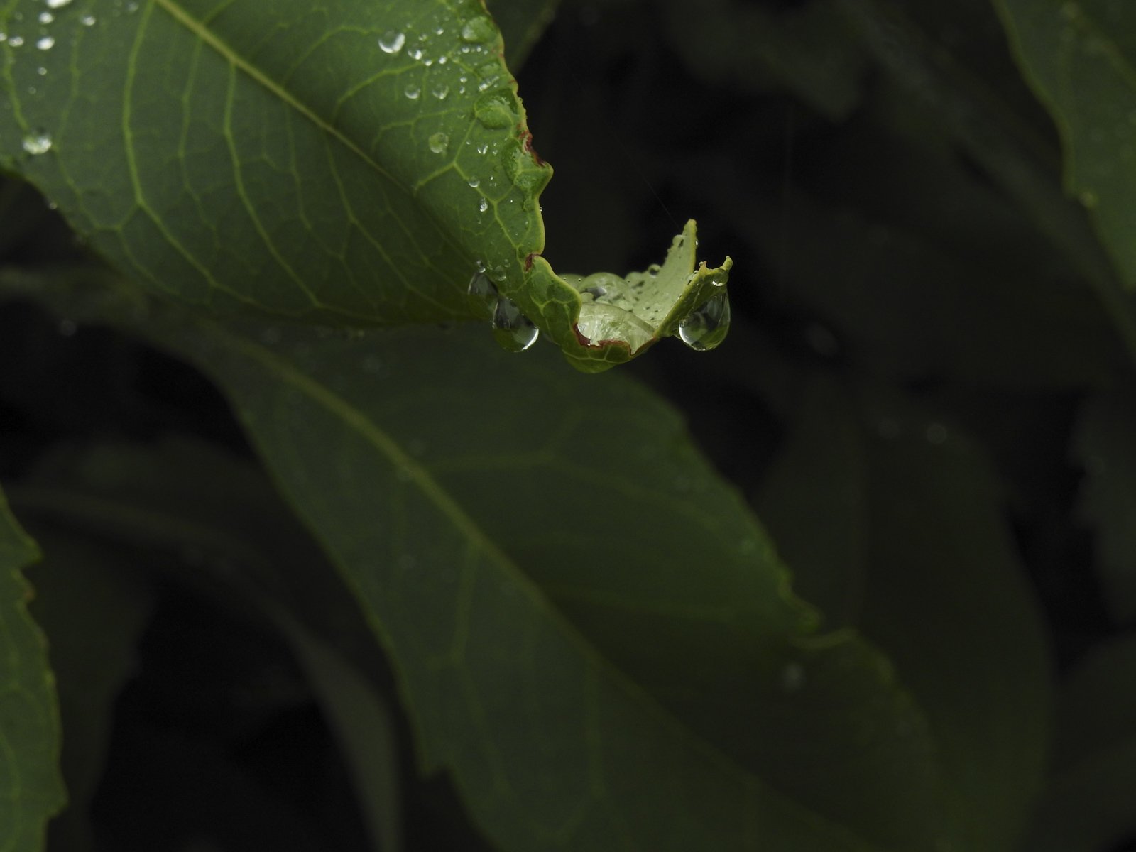 DSCN4687.jpg
