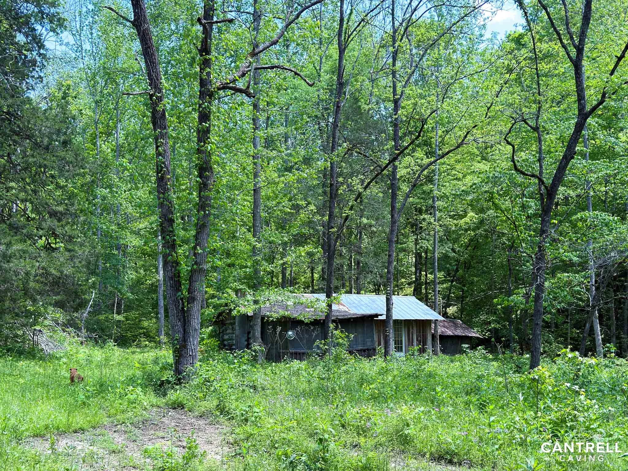 A small wooden cabin with a metal roof surrounded by dense green forest and overgrown grass. A path leads to the cabin through the lush foliage. A dog is sitting in the grass, facing the cabin. Trees extend upwards, framing the scene with bright gree