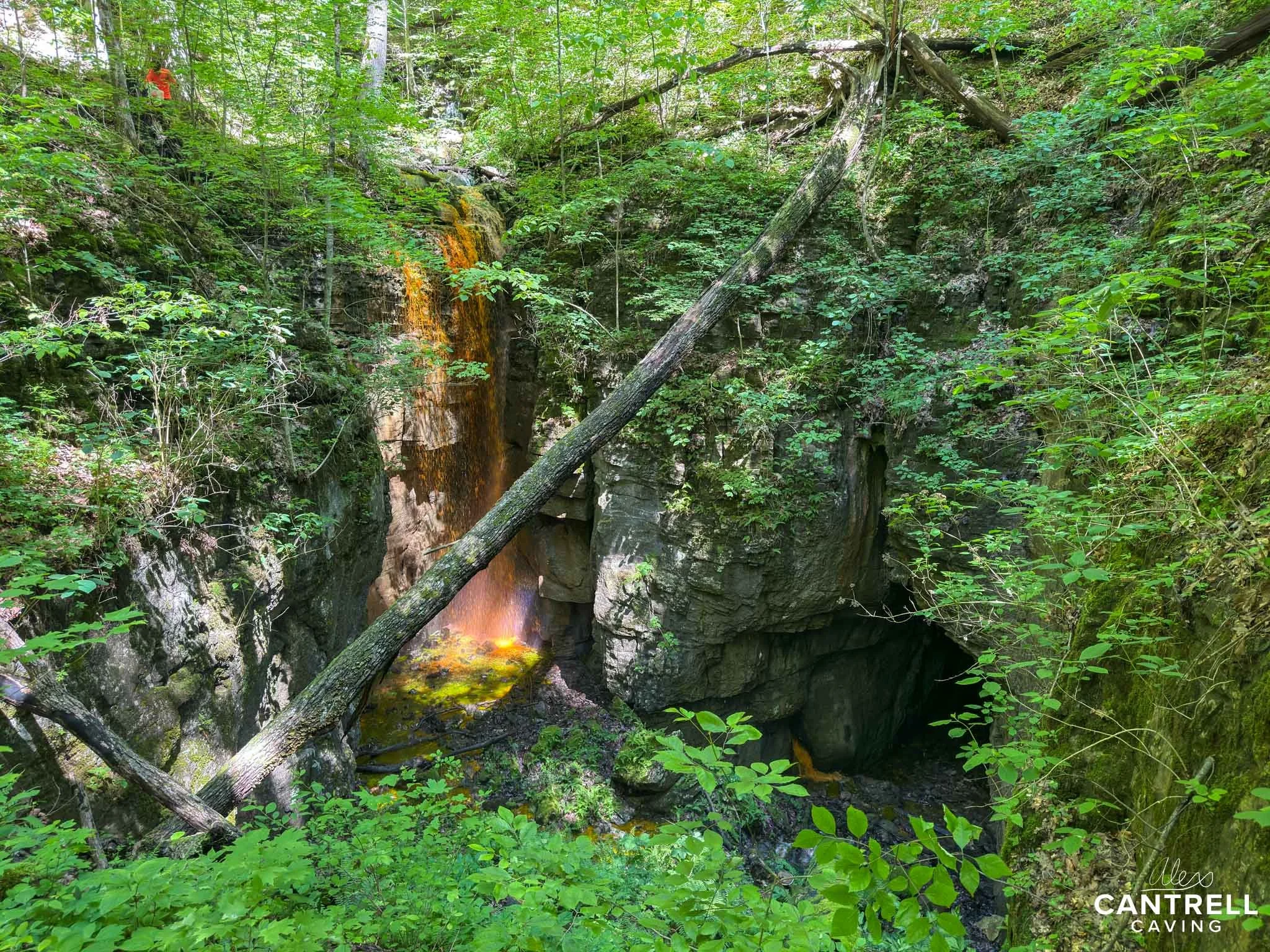 A lush forest scene with a small waterfall cascading down a rocky cliff surrounded by dense green foliage. A large fallen tree trunk is laid diagonally across the landscape, while natural sunlight filters through the trees overhead.