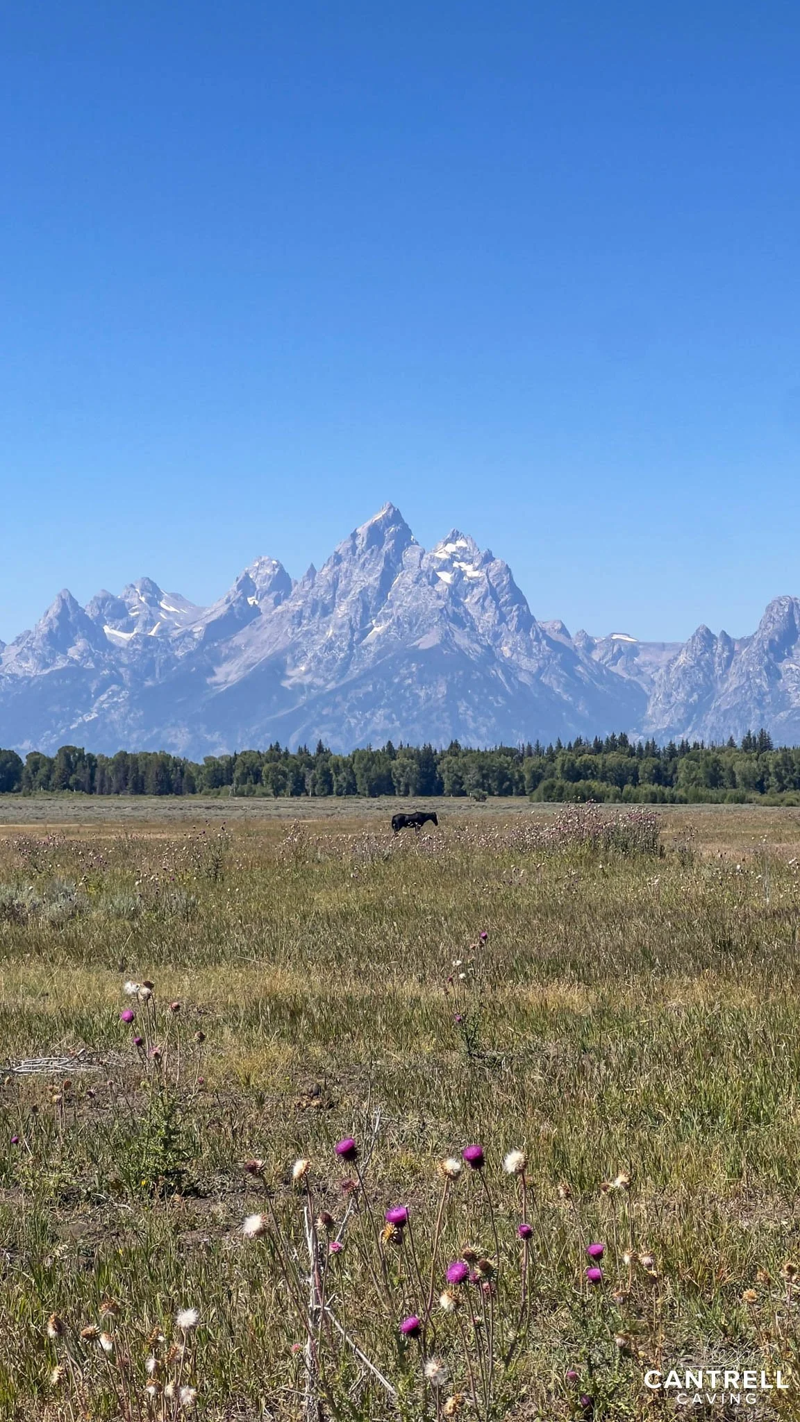 Mountain range with snow peaks under clear blue sky, grassy field with thistle flowers and grazing bison in the foreground.