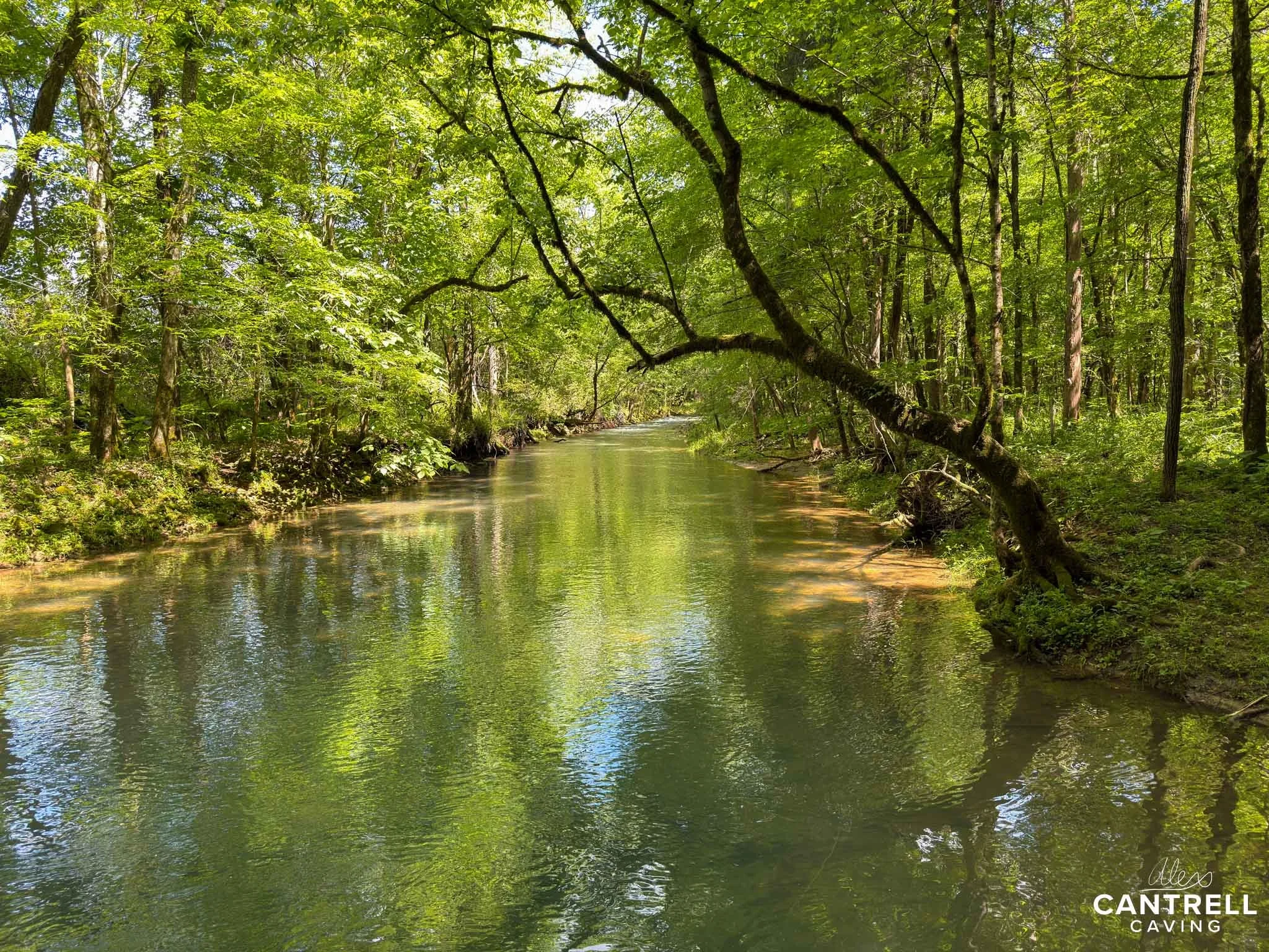 A serene river flowing through a lush, green forest with sunlight filtering through the leaves.