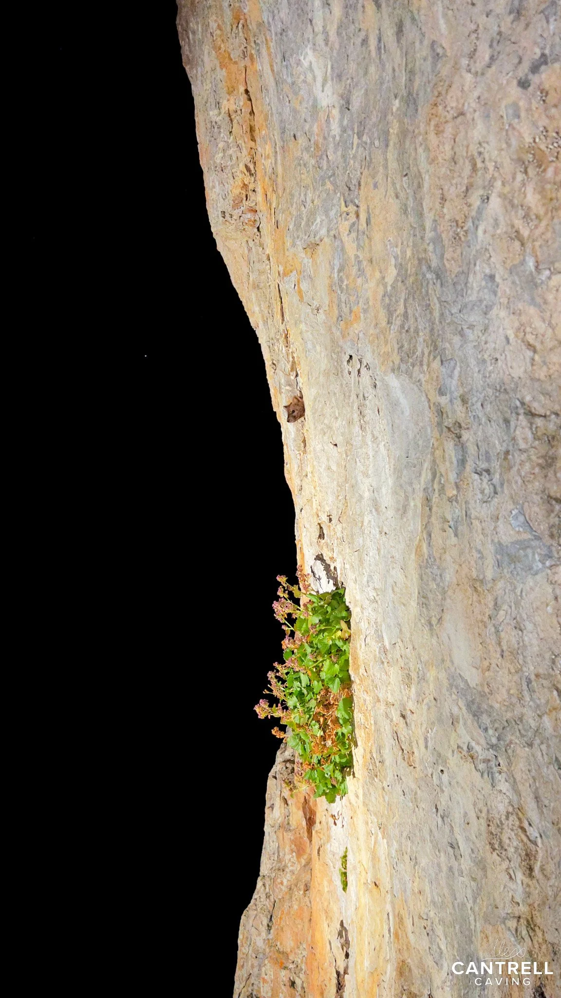 Cliffside with plants growing in a crevice against a rocky surface, night scene.