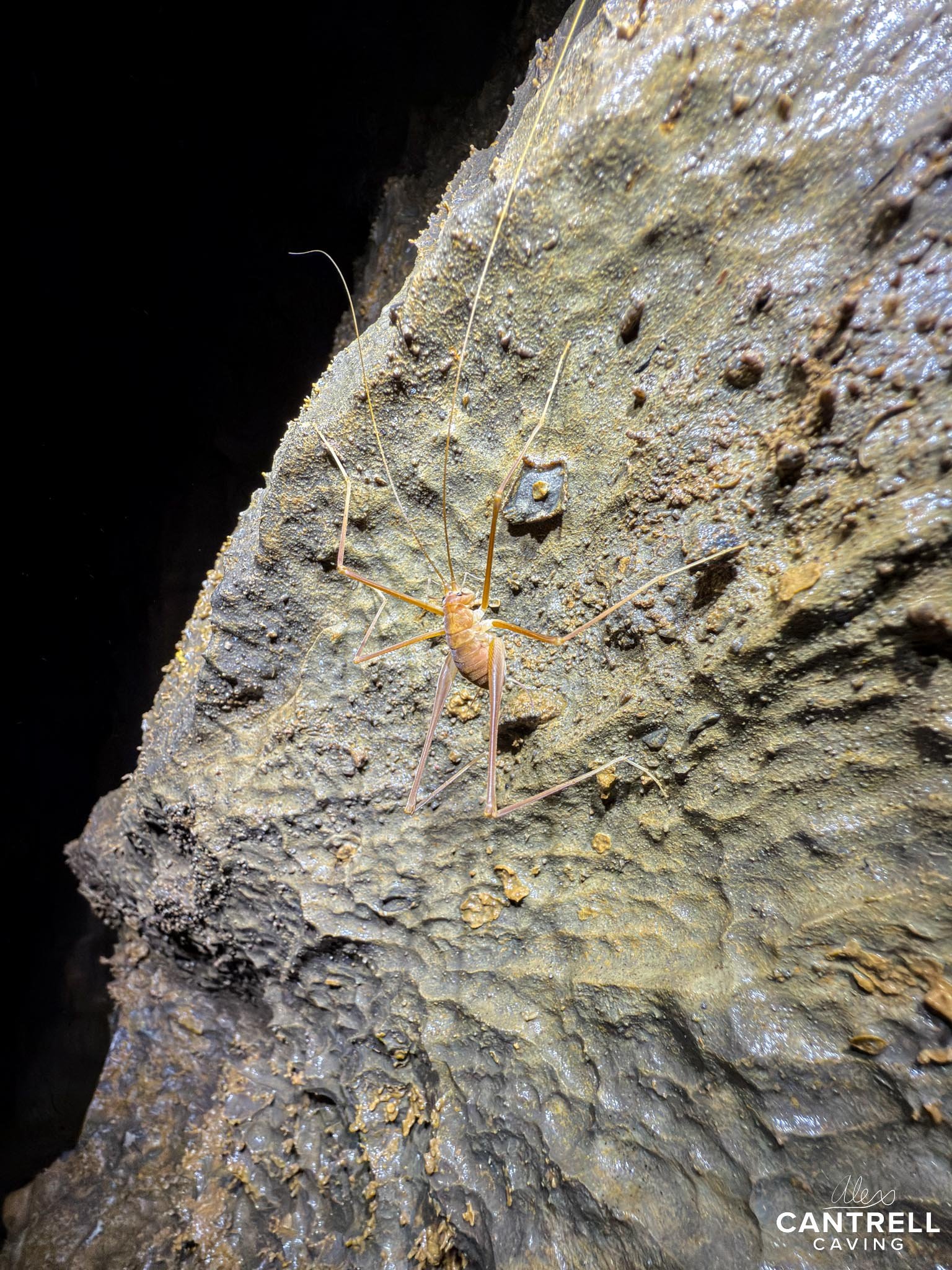 A spider-like insect with long legs on a textured and rocky cave wall.