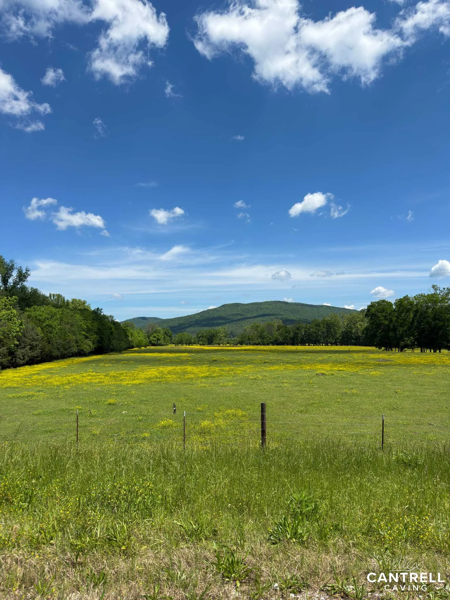 Open green field with a scattering of yellow wildflowers, bordered by trees. A mountain is visible in the distance under a partly cloudy blue sky. A wire fence runs along the foreground.