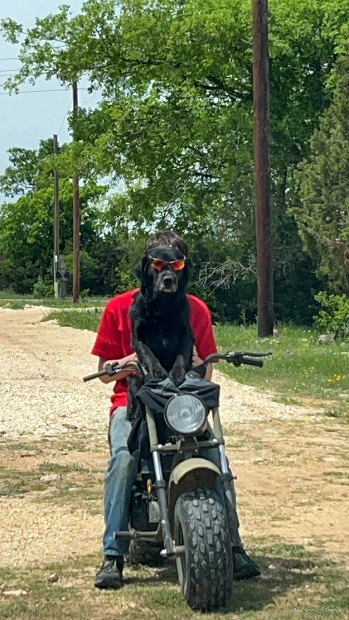 A dog wearing sunglasses sitting on a minibike with a person in a red shirt on a dirt path, surrounded by trees.