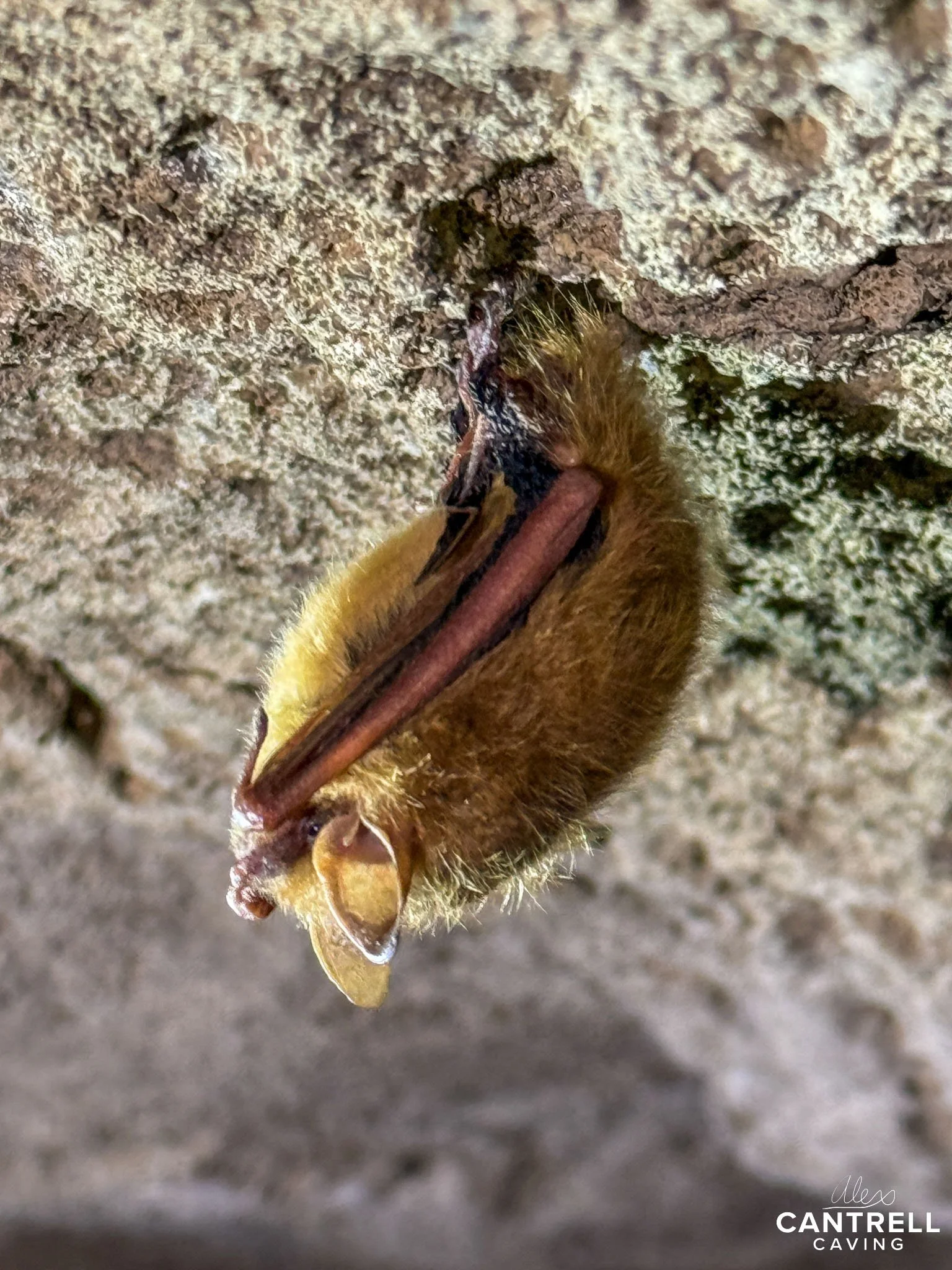 Close-up of a small brown bat hanging upside down in a cave.