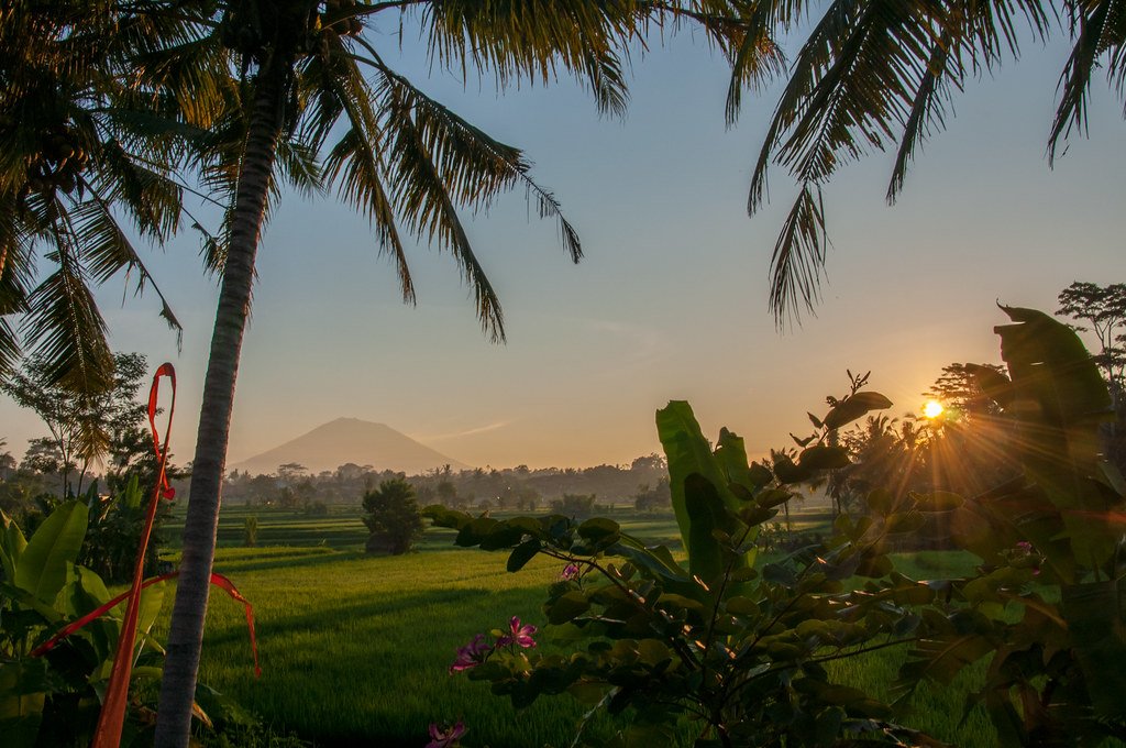 Bali sunrise over Morning sunrise over lush green rice fields in Bali