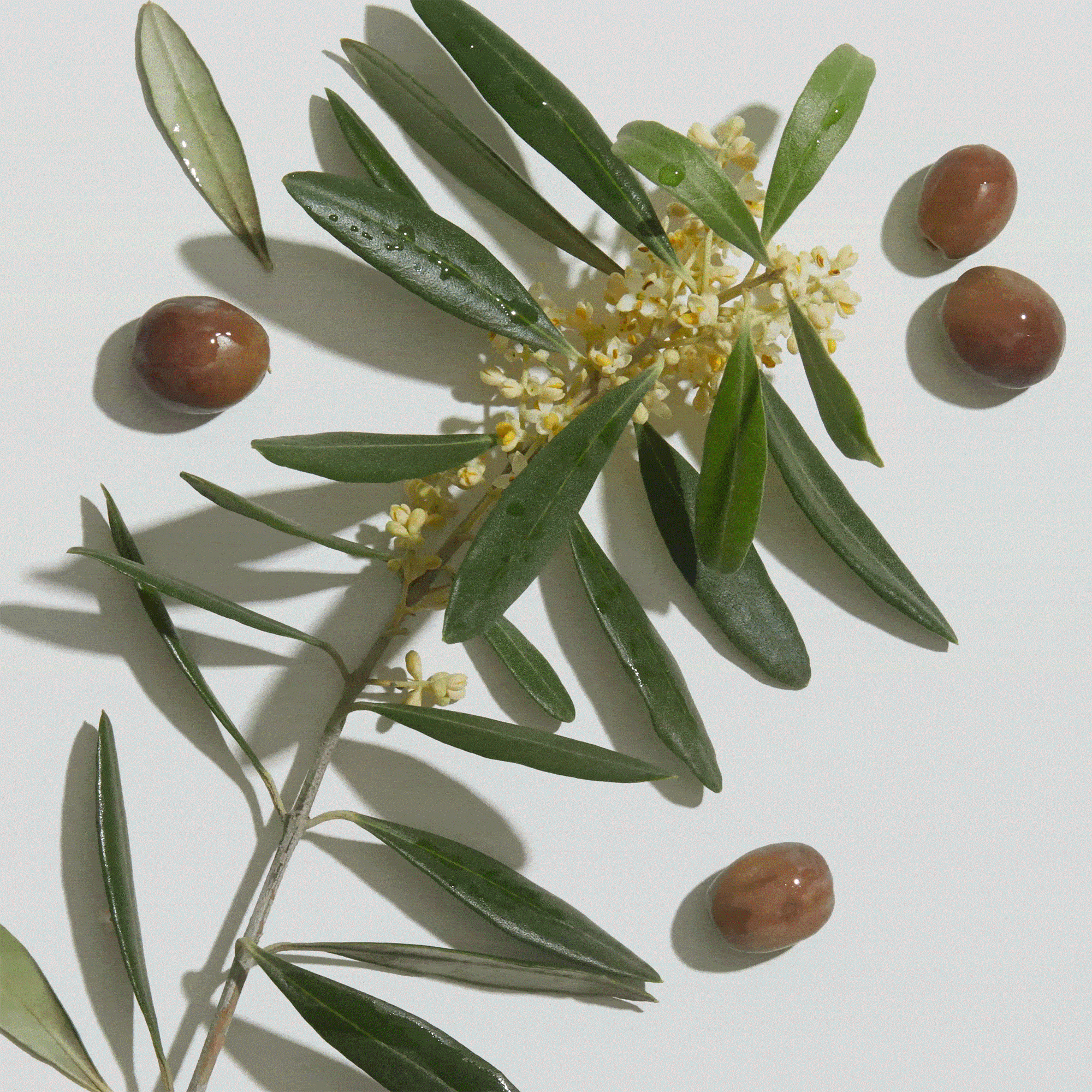ingredient-gif-v3.gif