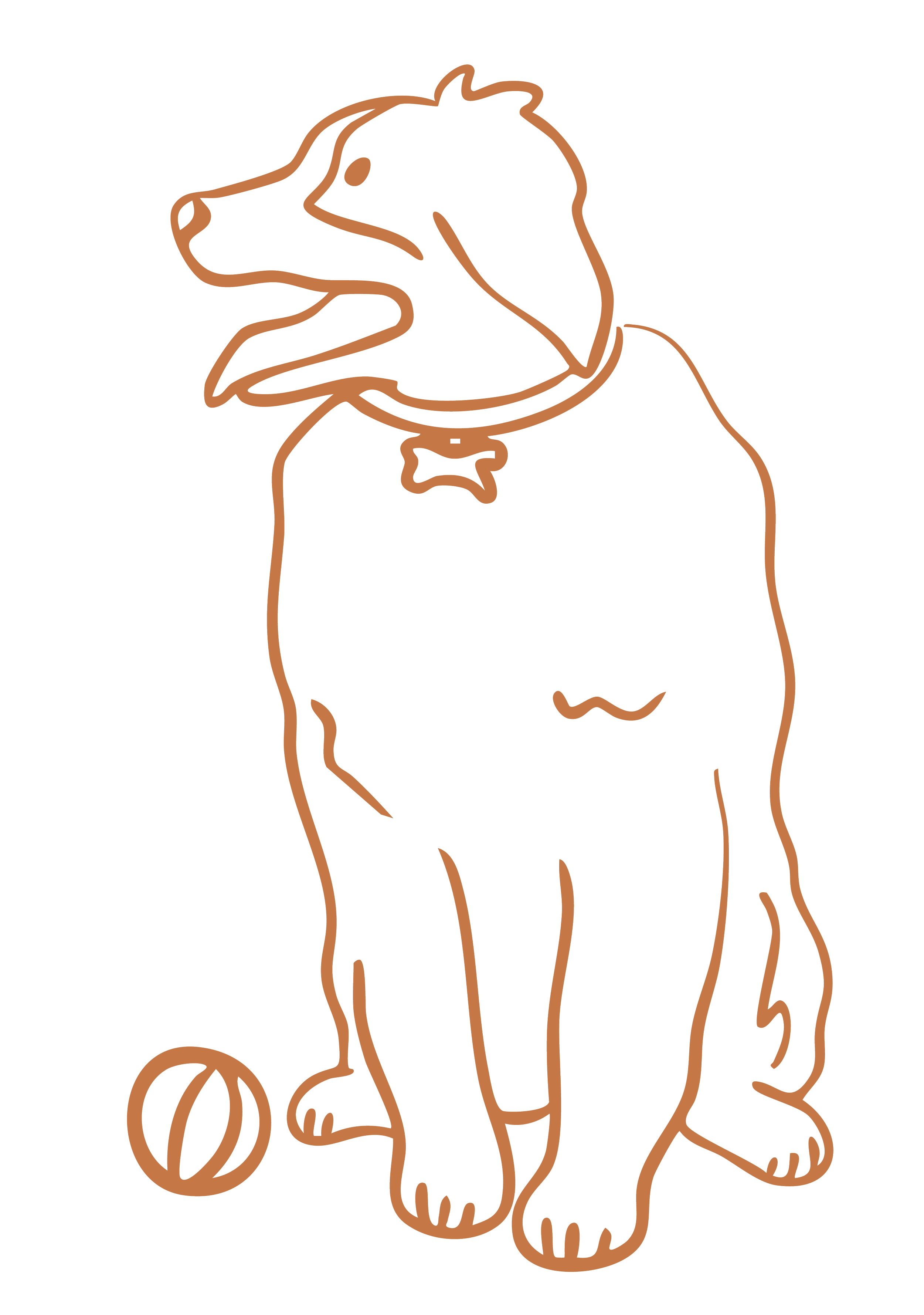 Line drawing of a dog wearing a bow tie, sitting with a ball beside its front paw.