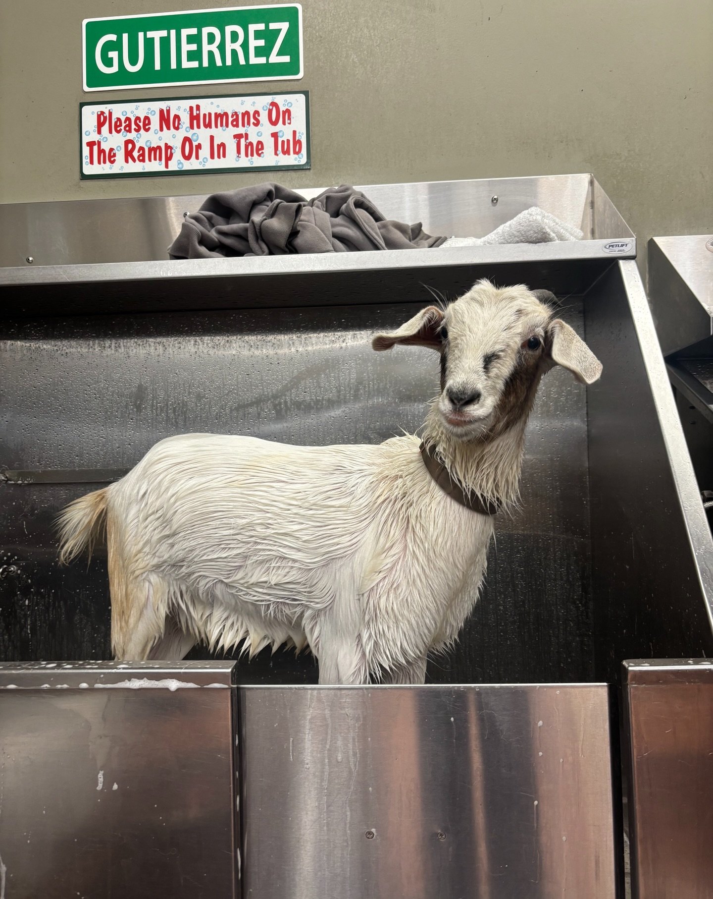 This is a PET SPA- ALL PETS! So much better than a dog wash!🙄
Everyone say Hi to Snowflake! She had to come in and get SuperBowl fresh &amp; Superbowl clean! And Snowflake knows she just added a wash to our frequent buyer card, on the way to a free 