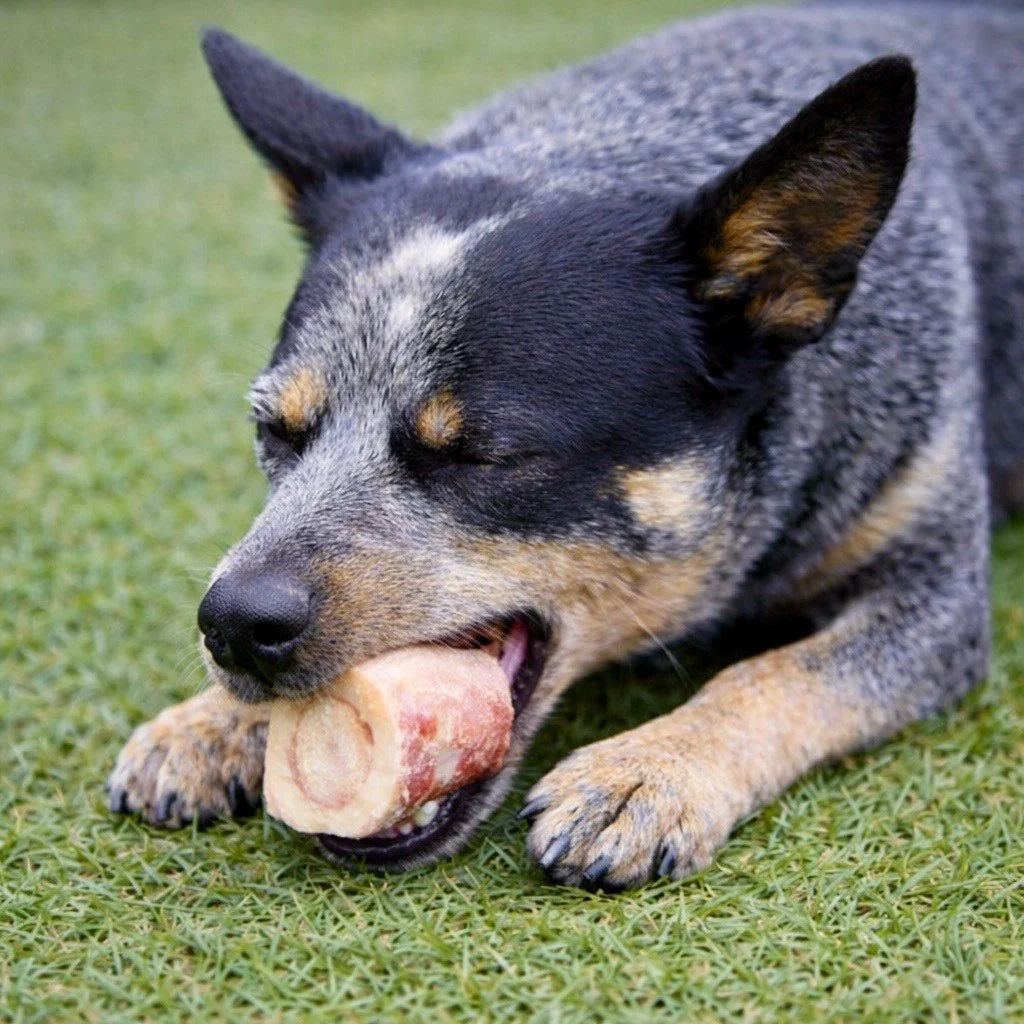 Give your dog (or cat!) something to sink their teeth into with @primalpetfoods Raw Recreational Bones &mdash; a long-lasting chew that does more than entertain. Natural chewing helps scrape away buildup, massage gums, and exercise jaws for healthier