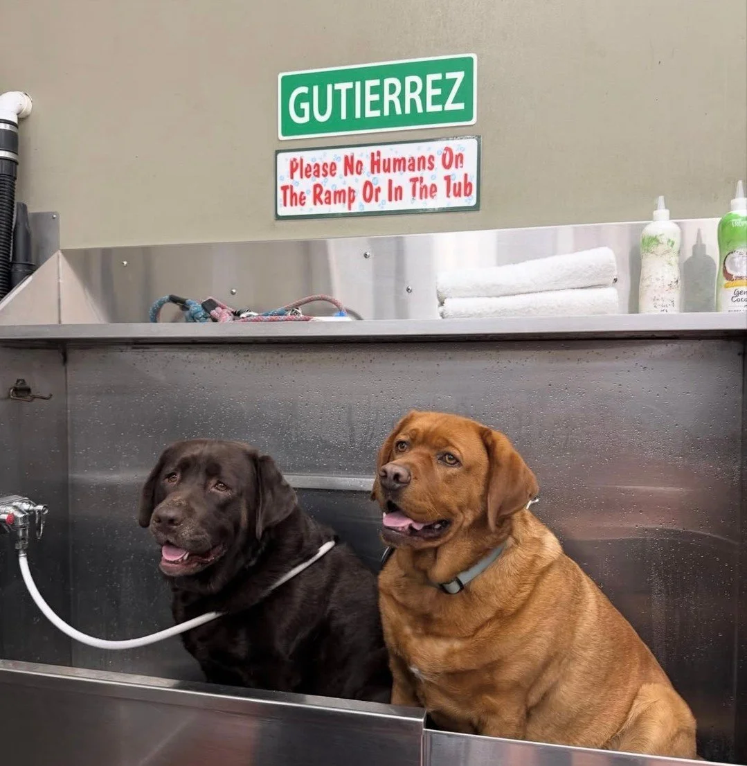These cuties are extra ready for Valentine's Day snuggles! 💖

📷 : @kolathelab 

#mypetsayslemos #dogwash #centralcoast #valentinesday #petwashstations