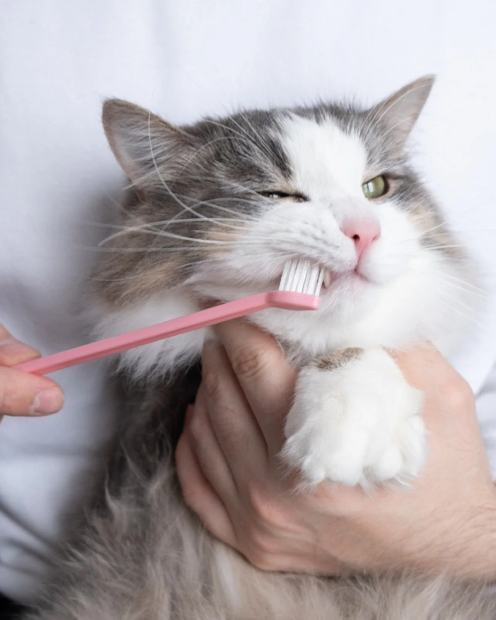Today's the last day of our Dental Sale! 🪥 Make it easier to take care of your pets teeth with 20% off all dental treats &amp; supplies!

#petdentalhealth #dentaltreats #dentalsupplies #mypetsayslemos #healthypets