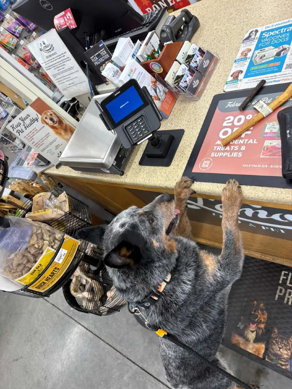 They&rsquo;re not just pets. They&rsquo;re family. ❤️ Happy National Love Your Pet Day ~ give them an extra cuddle, walk, or treat today.