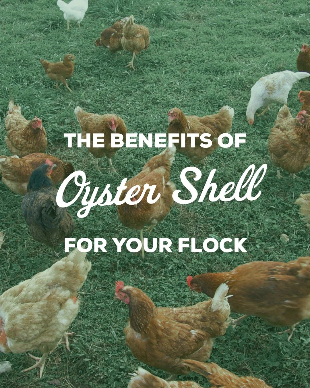 Stock up for your flock! 🐓 We sell Oyster Shell by the pound, a 50 lb pound bag, or by the pallet!

#oystershell #oystershellbenefits #feedyourflock #gardentips #farmsupplies