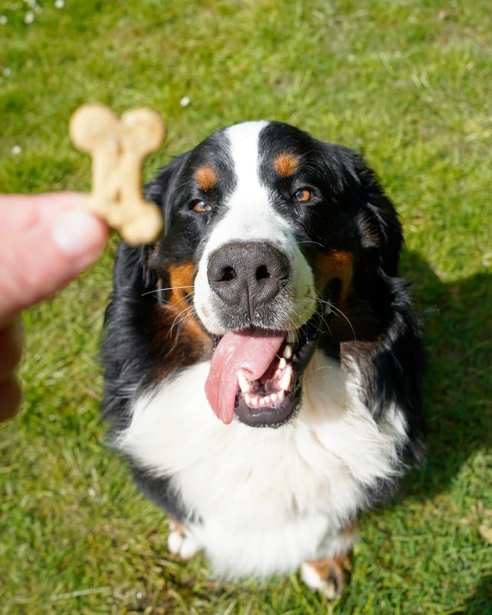 If loving biscuits is wrong, we don&rsquo;t want to be right. 💚🦴 Happy National Dog Biscuit Day!

#dogbiscuits #shoplocal #centralcoast #lemospets #doglovers