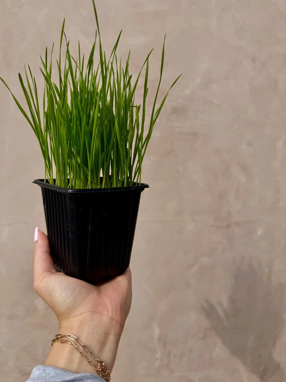 Spring is right around the corner, but we have locally grown wheat grass now! 🌱 Grown locally in AG and available fresh at all Lemos locations! Did you know wheat grass helps cats move hair through their system, reduce hairballs, &amp; ease mild tum