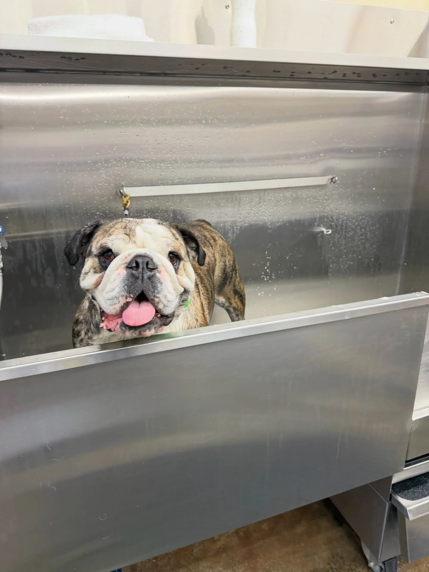 Happy Saturday! Clean up at our self-serve Pet Spa after whatever activities your weekend brings ☀️

#cleanpup #petspa #dogwash #mypetsayslemos #centralcoastdogs