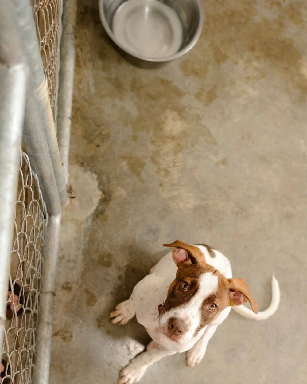 Today is National Adopt a Shelter Pet day! 💚 Bringing home a new best friend? Our Puppy &amp; Kitten Checklist makes it easy to remember the essentials. Plus, enjoy a special discount to help you get started! See stores for details.

#adoptdontshop 