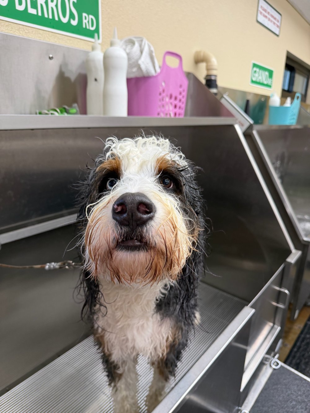 While you're getting your last minute sale shopping in, enjoy our Self-Serve Pet Spa at all locations! 🤩
*excluding the Warehouse

#centralcoast #dogwash #petspa #anniversarysale #petsupply