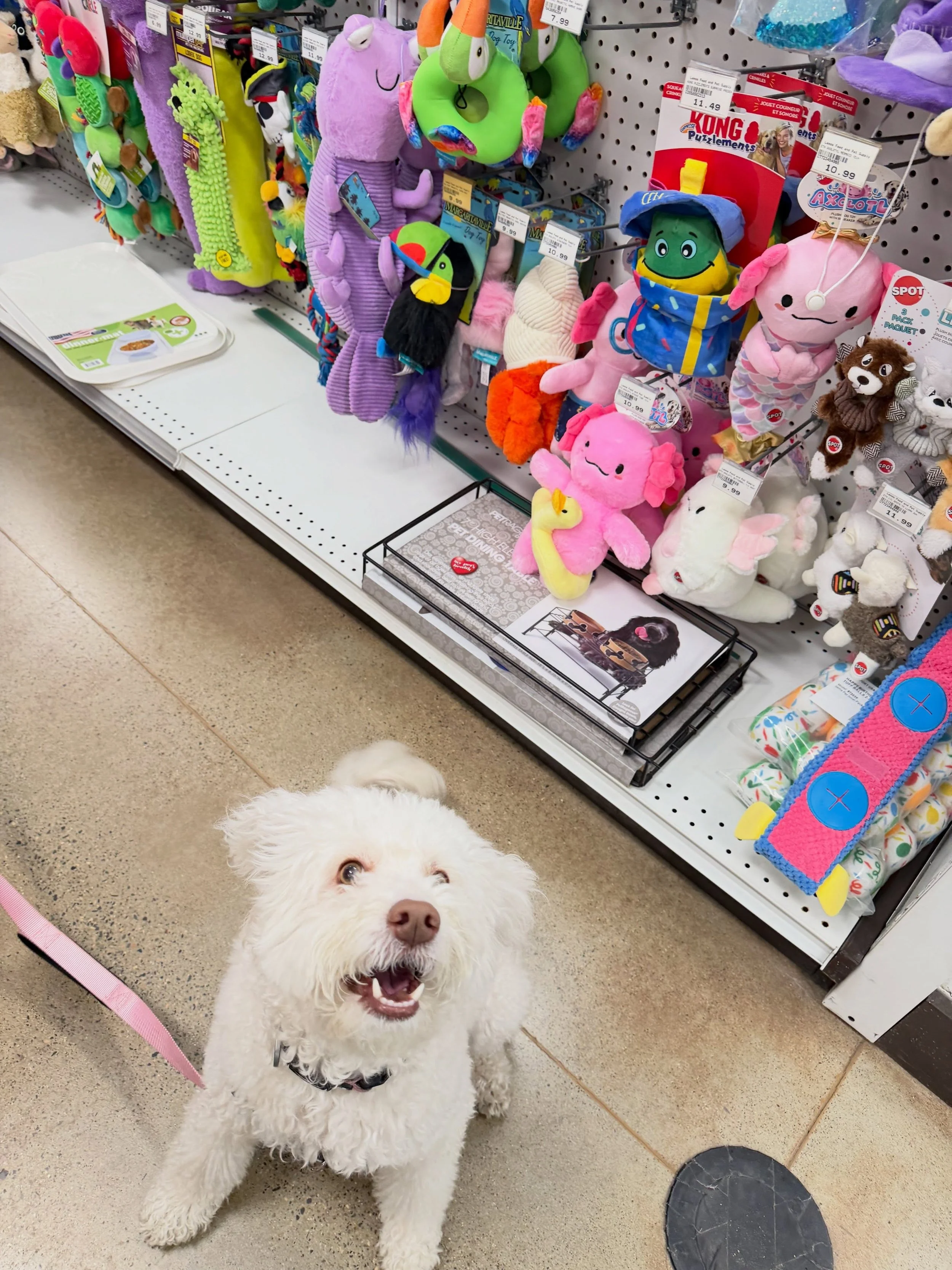 Smile if you love shopping at Lemos!😍

#locallove #centralcoast #happydog #dogtogs #mypetsayslemos