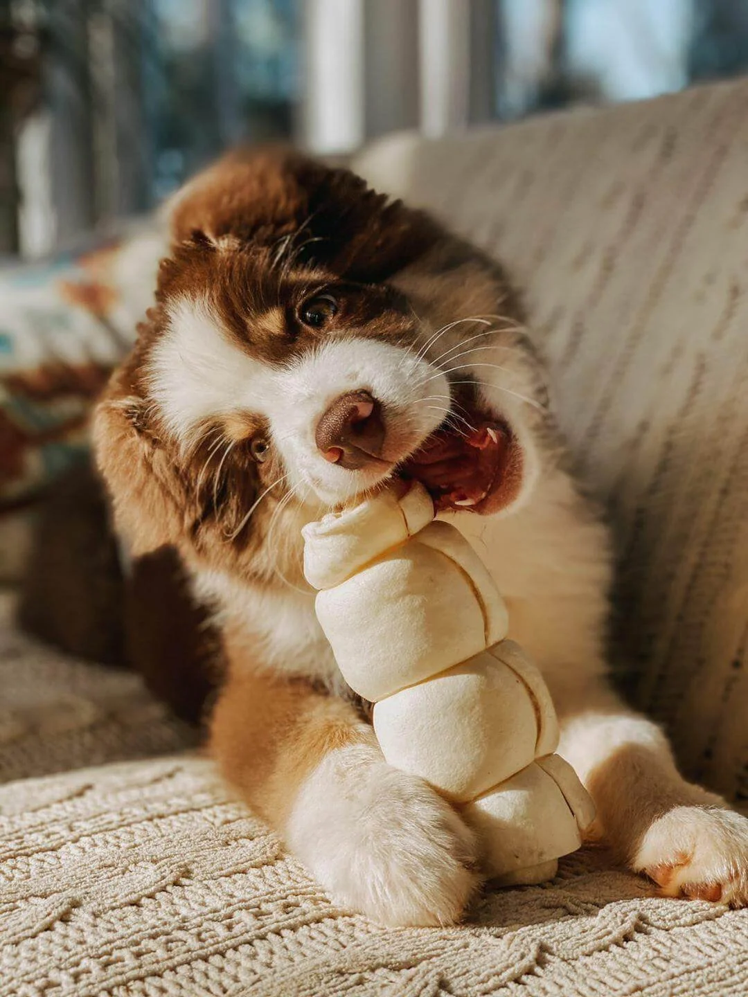 Beef Cheeks are lightweight and a single-ingredient chew free of the gross stuff (aka harsh chemicals, additives, preservatives, flavors, and coloring)! Helps fight boredom as your dog playfully figures out the best way to hold this chew and chomp do