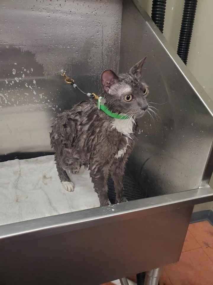 Our Pet Spa is for all pets! 😻 We have everything you need to get your pets clean &amp; get on your way, including:
-shampoo of your choice from our curated list
-waterproof apron &amp; collar
-professional dryer
-cotton balls
-cleaning &amp; deodor