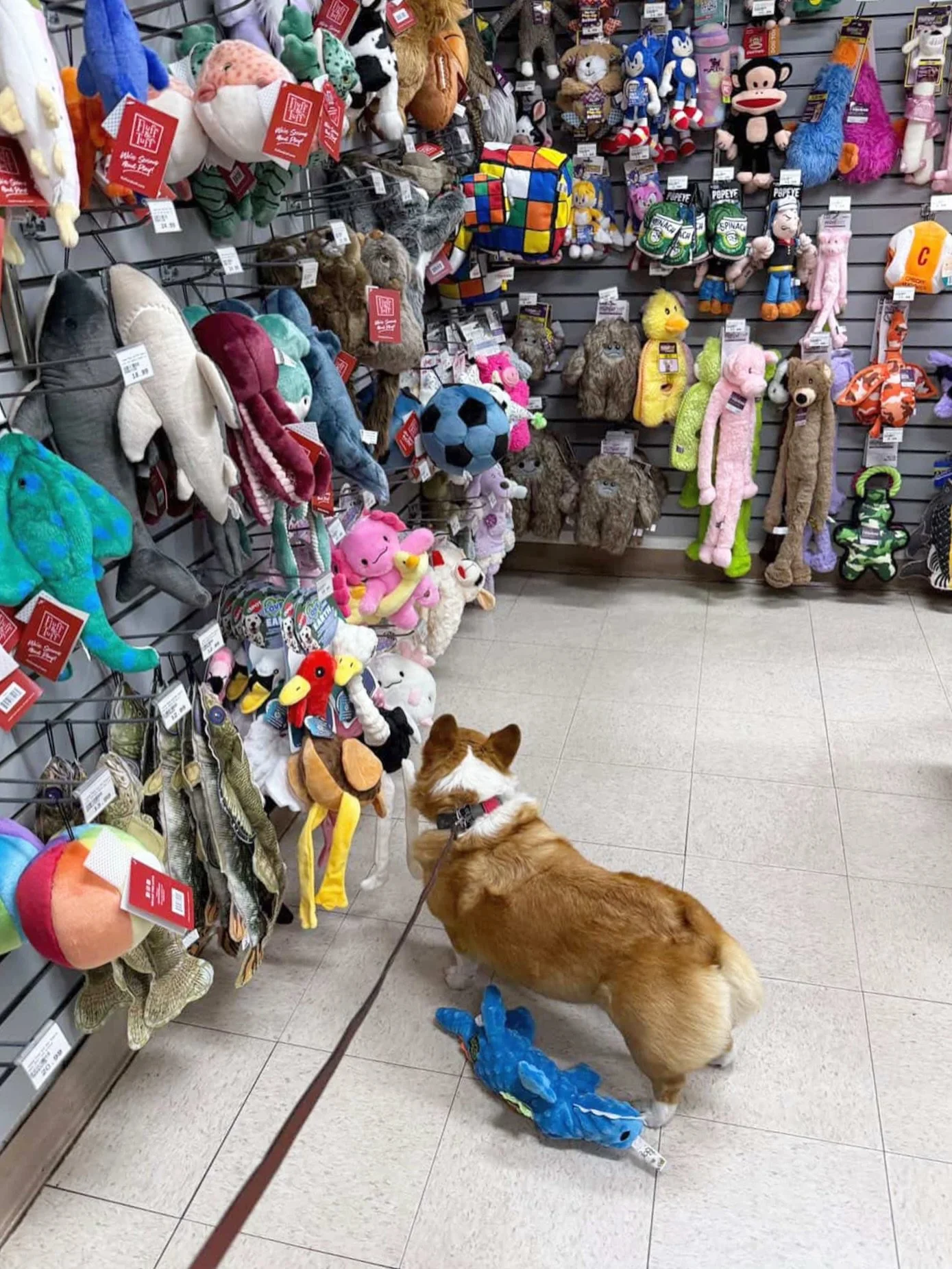 Picking out a new toy is a great problem to have!🥰

#mypetsayslemos #dogtoy #dogshopping #corgilifestyle #dogsofinstagram 

📸: @specsbykyla