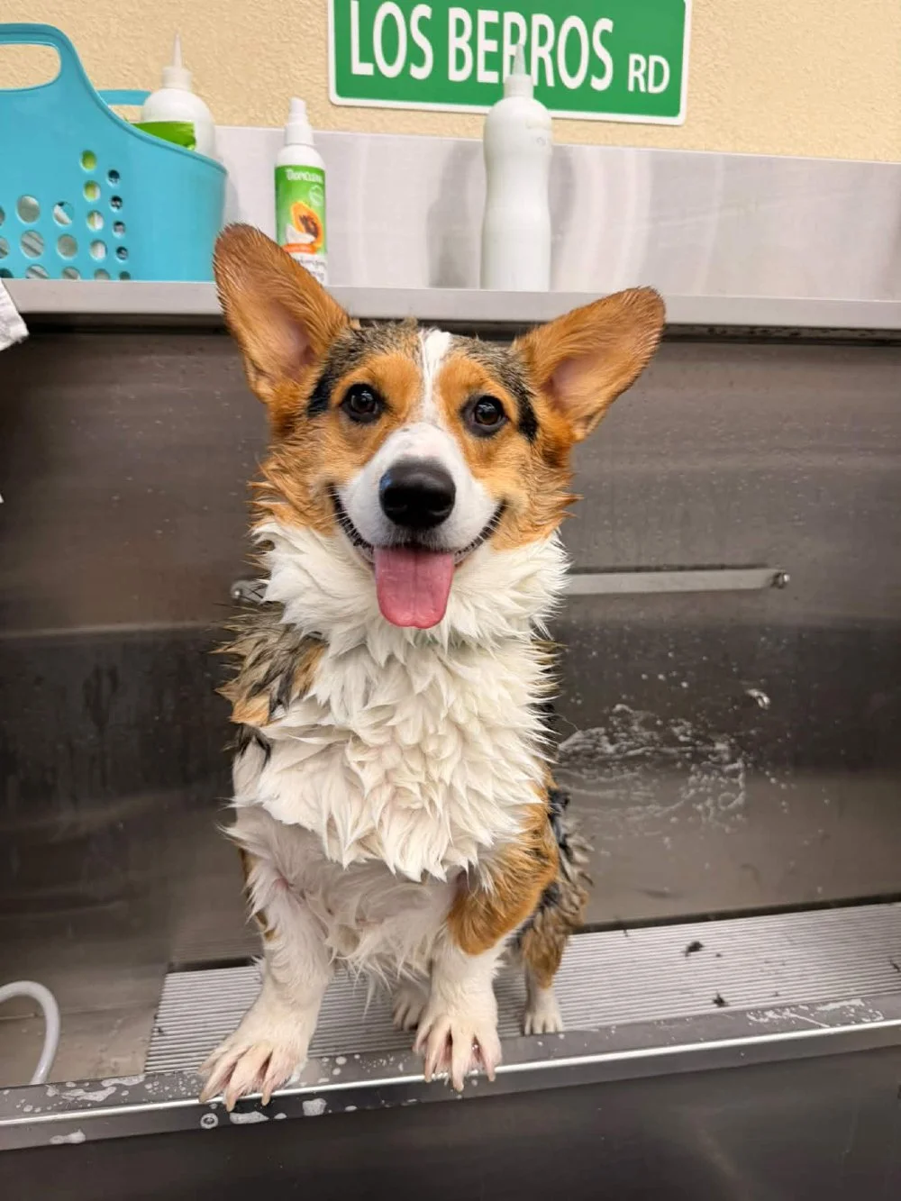 Scrub-a-dub-dub, look who&rsquo;s loving the tub! 🫧

🐶: @turbucklie
#mypetsayslemos #dogwash #centralcoast #petwashstations #arroyogrande