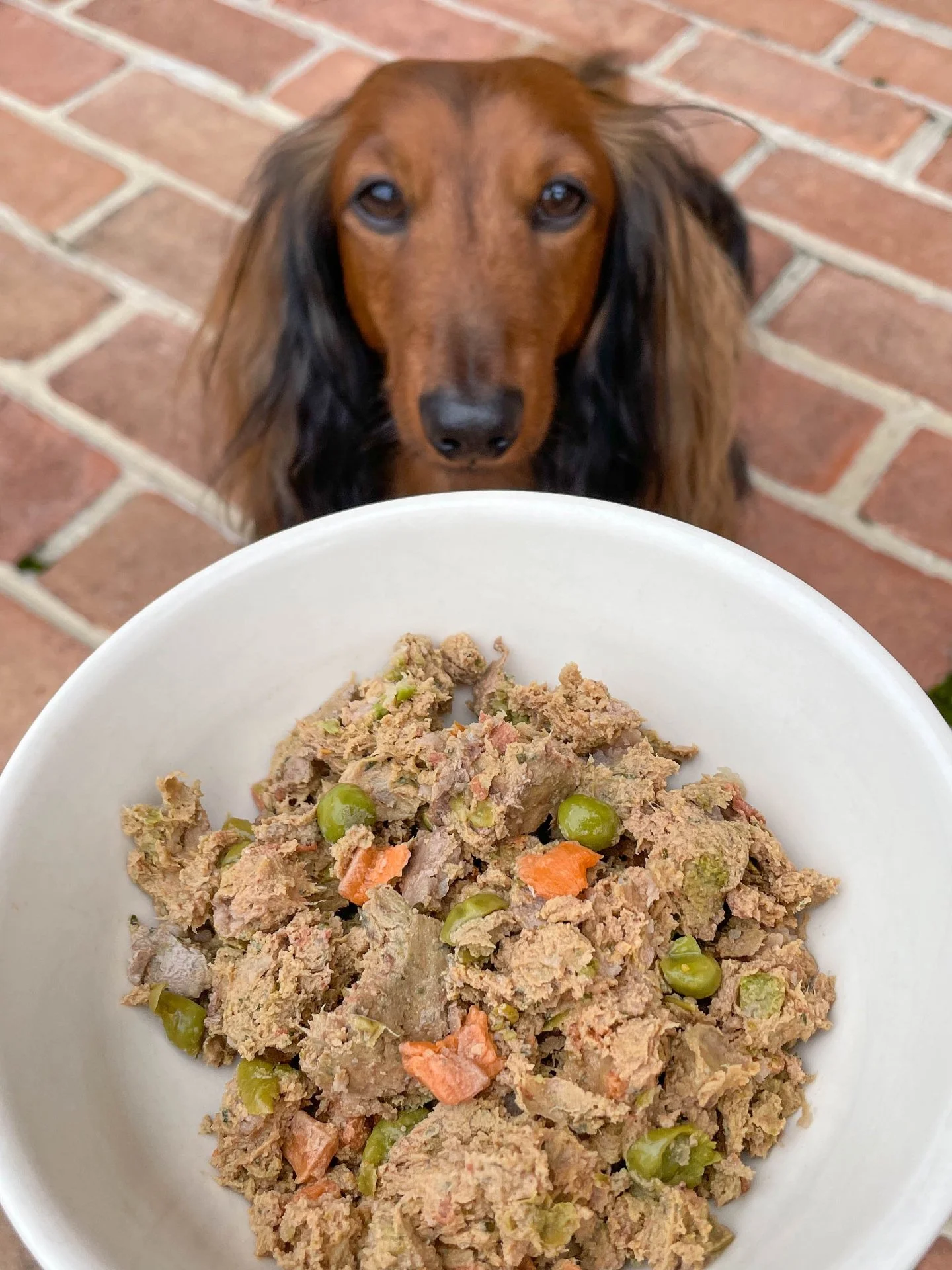 @apupabove is gently cooked sous-vide dog food that gives your pup more nutrients in every bite!

Check it out in our freezer section!🩵
This Month: Buy 2, get 1 FREE on all A Pup Above 1lb patties

#apupabove #freshdogfood #gentlycooked #mypetsaysle