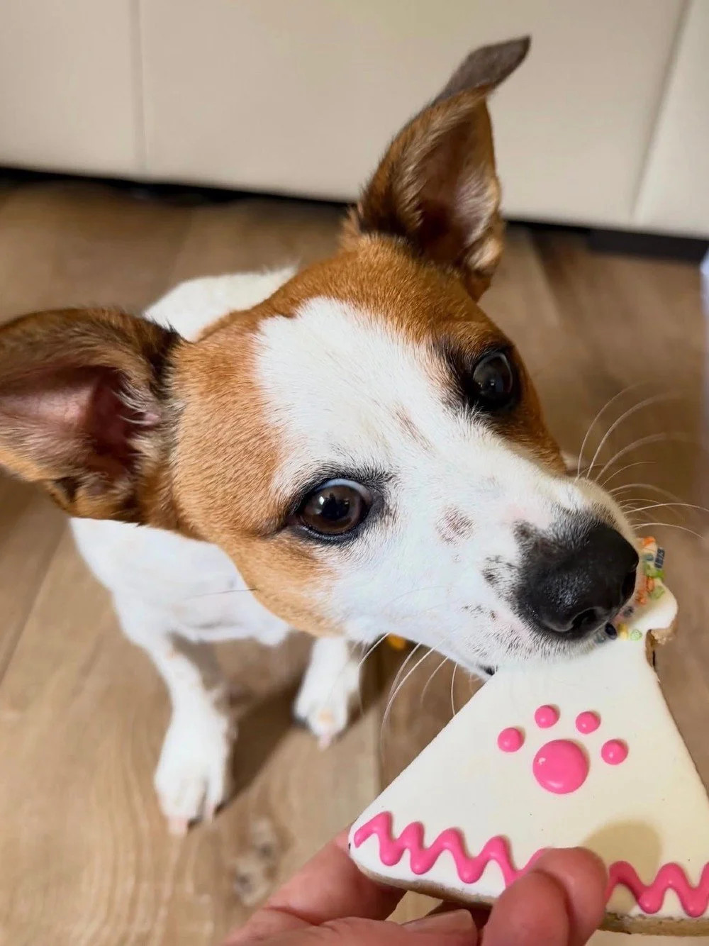 Good dogs deserve good cookies! 🍪🥳

🐶: @missmaplejrt
#mypetsayslemos #dogcookies #centralcoast #petbirthday #lemospet