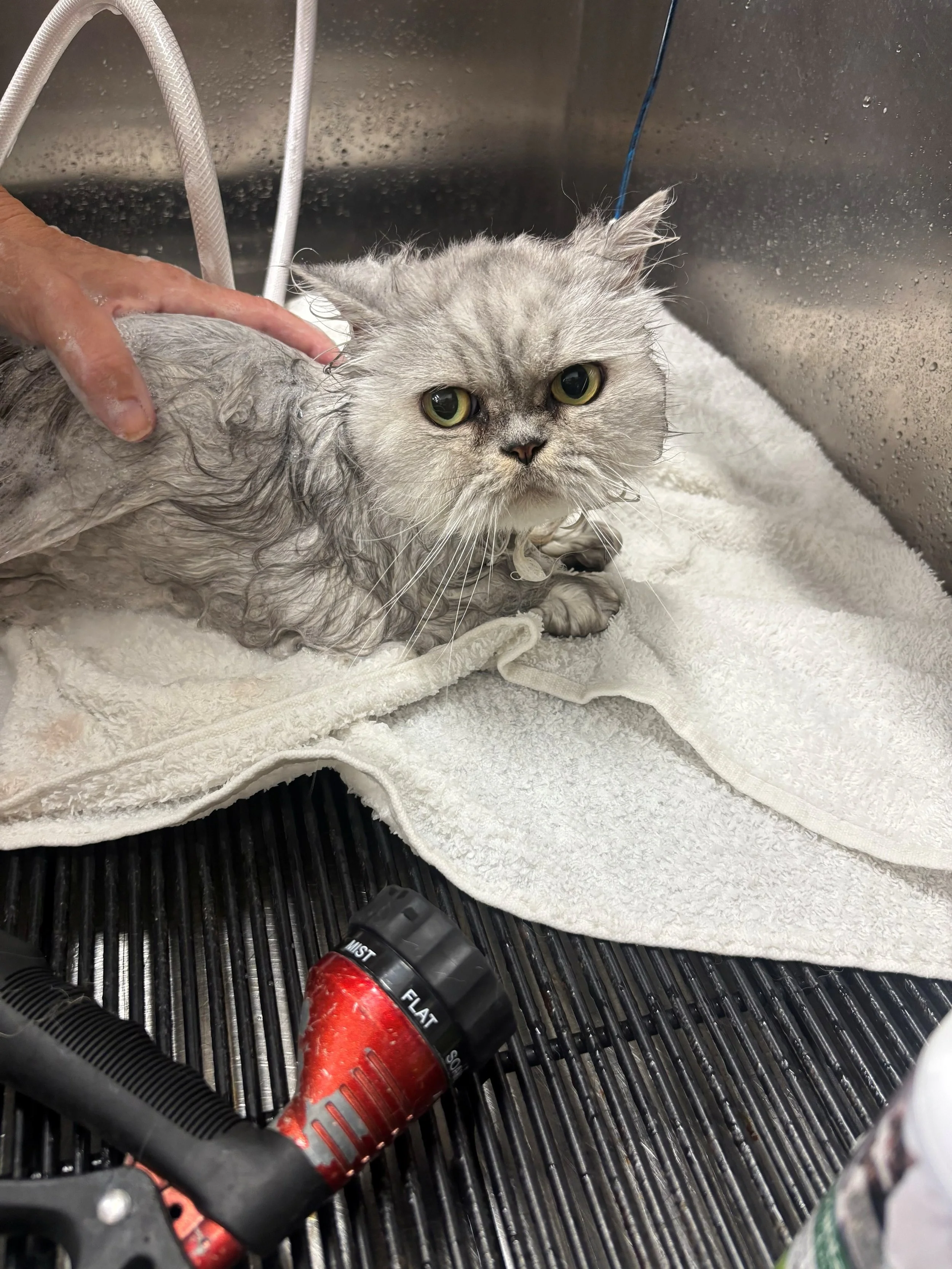 Tiki the 🔟 year old kitty came to cool off and get clean at our Santa Barbara location today and loved every minute of it! This is Tiki&rsquo;s reminder that she put the PET in PET SPA. It&rsquo;s too luxurious to be a dog wash😻 #mypetsayslemos #pe