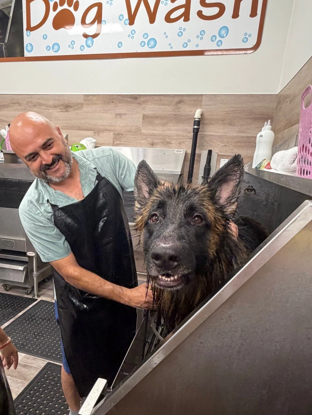 This is your sign for your dog to get a bath, like Elliott the Malinois!😎

#dogwash #bathtime #petspa #mypetsayslemos #malinois