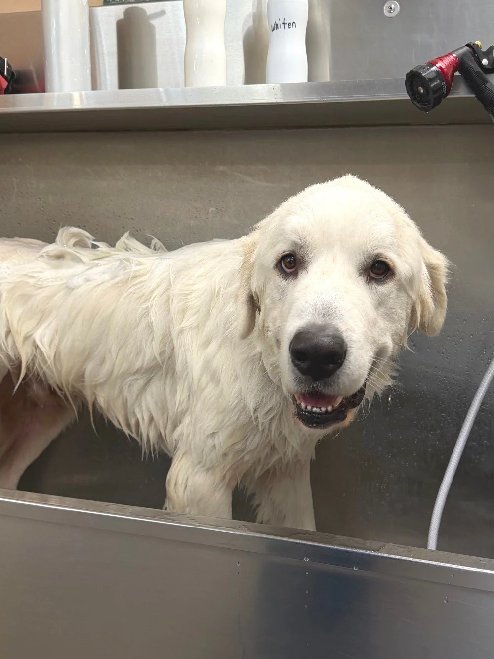 Stop by your local Lemos store to get your pets cleaned up for trick-or-treating next week! 🧡🫧

#mypetsayslemos #centralcoast #petspa #trickortreat #dogwash