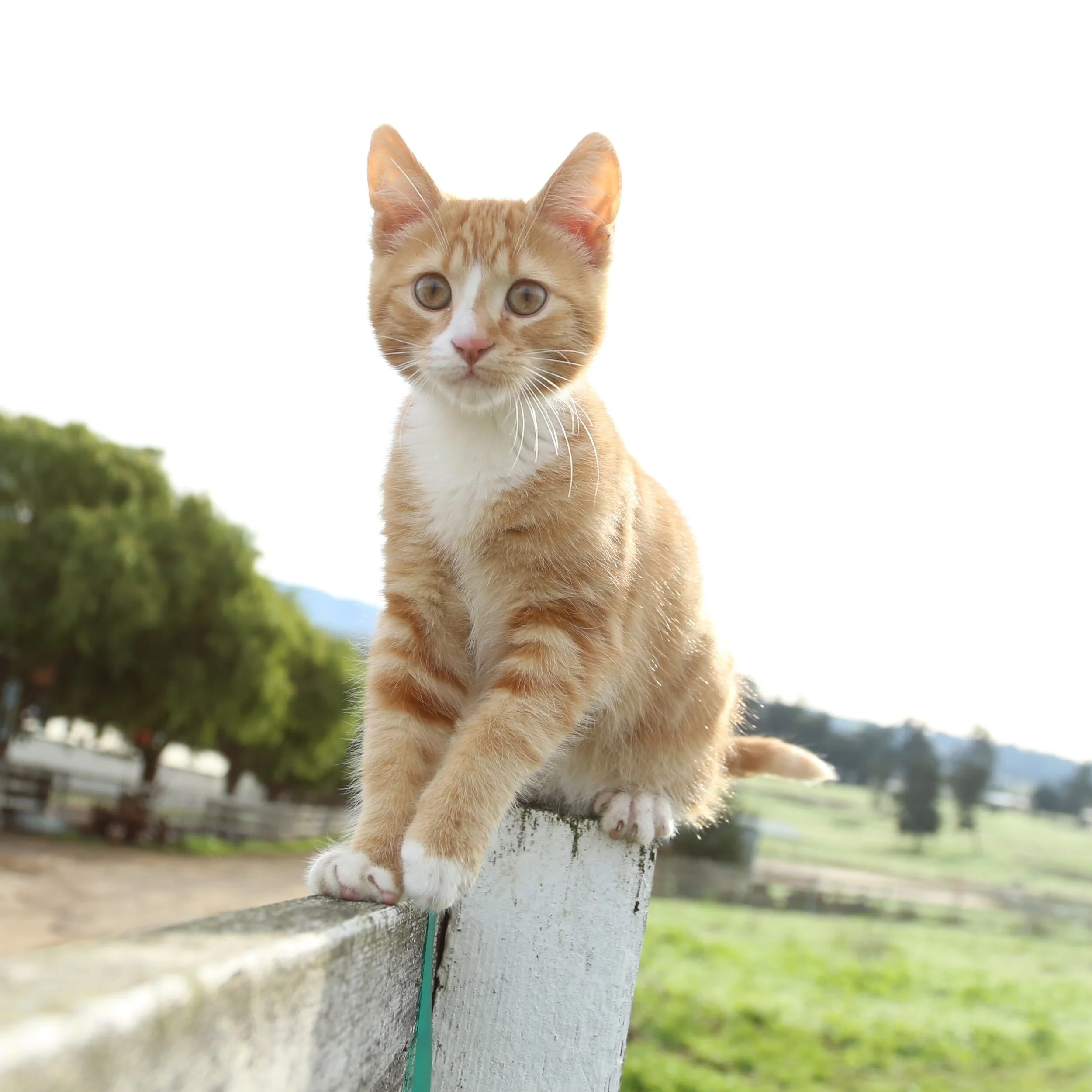 Happy National Cat Day!!🐈 Stop by &amp; pick up your kitty&rsquo;s favorites!!

#nationalcatday #mypetsayslemos #centralcoastcats #catday