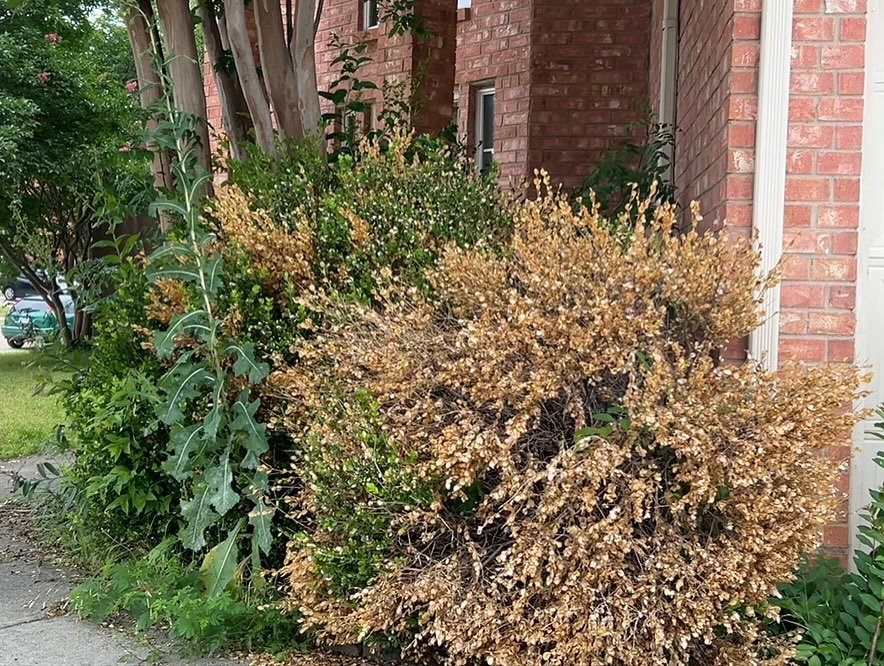 Got bushy hedges? We&rsquo;ve got you covered! 10%off bushy hedges! 🏡Just contact us by clicking on the link in the bio. Text code &ldquo;AUTUMN&rdquo; for the discount #dallaslawncare #dallaslawnservice #dallaslandscape