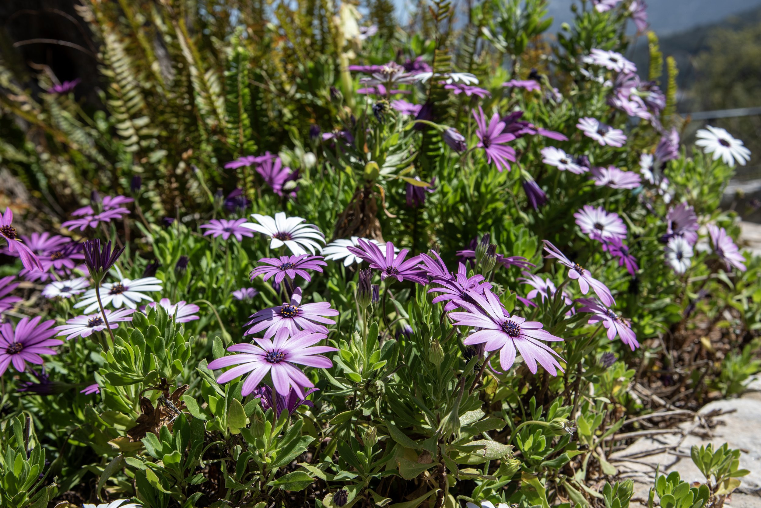 Purple and white daisies with green foliage in a garden setting.