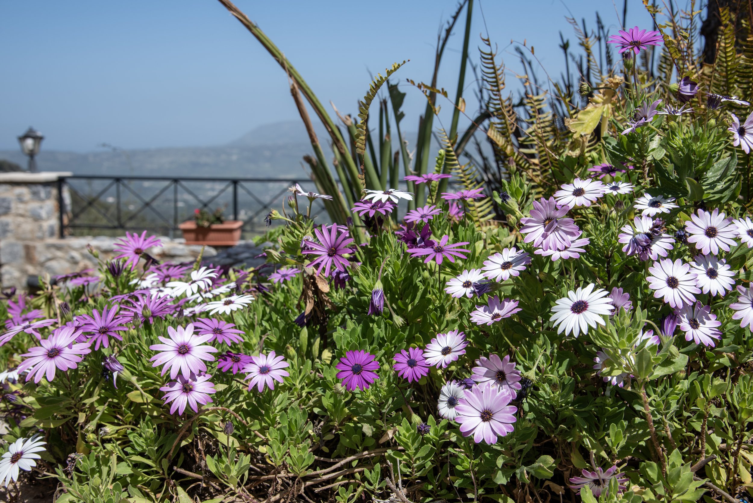 Purple and white daisies in a garden with mountains in the background.