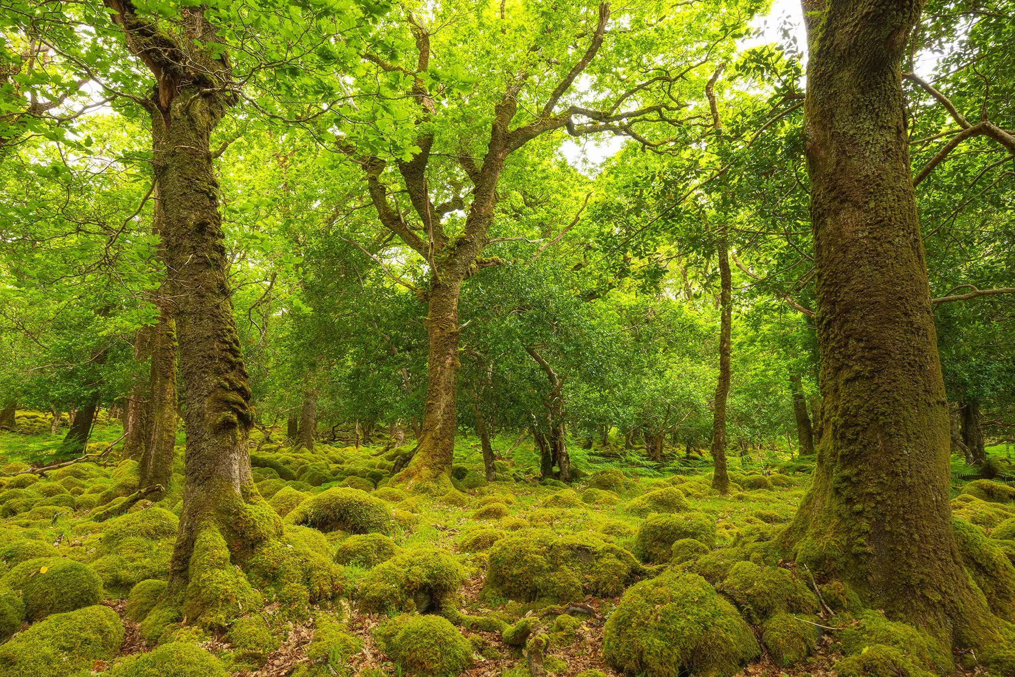 Ireland