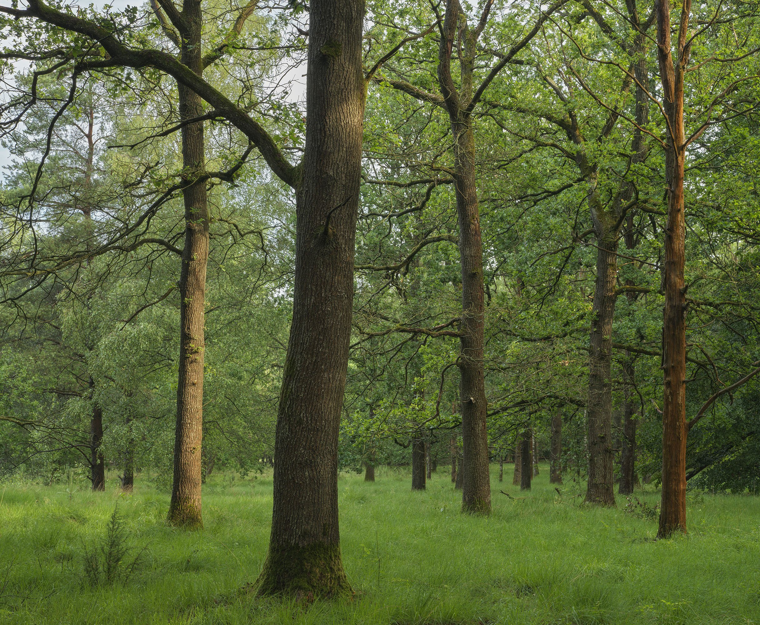 Marcel Kerdijk - -Dwingelderveld 3.jpg