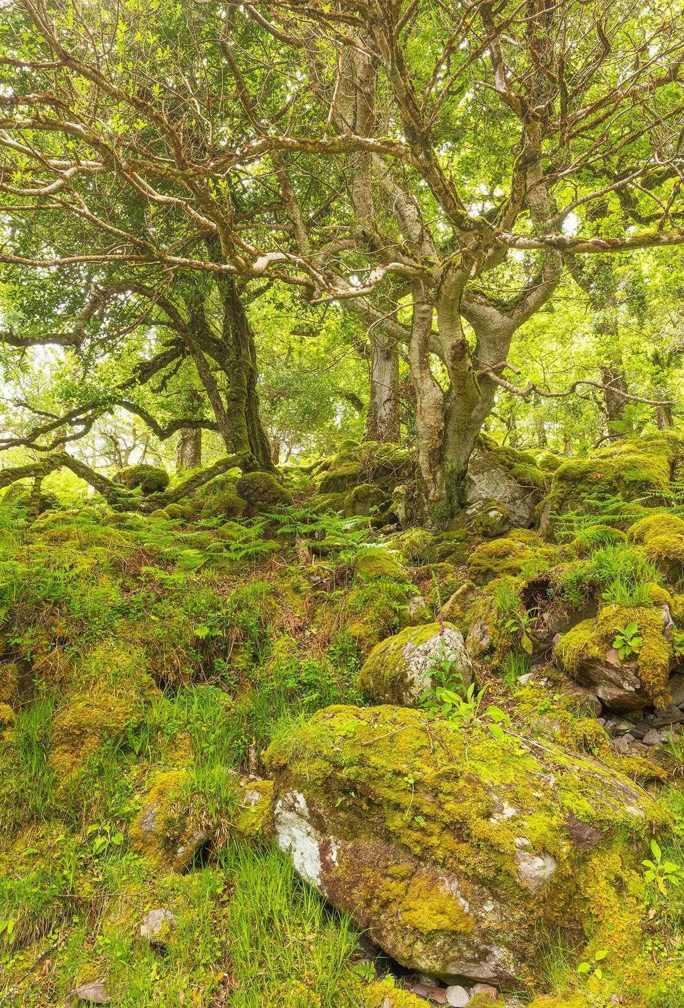 Ireland