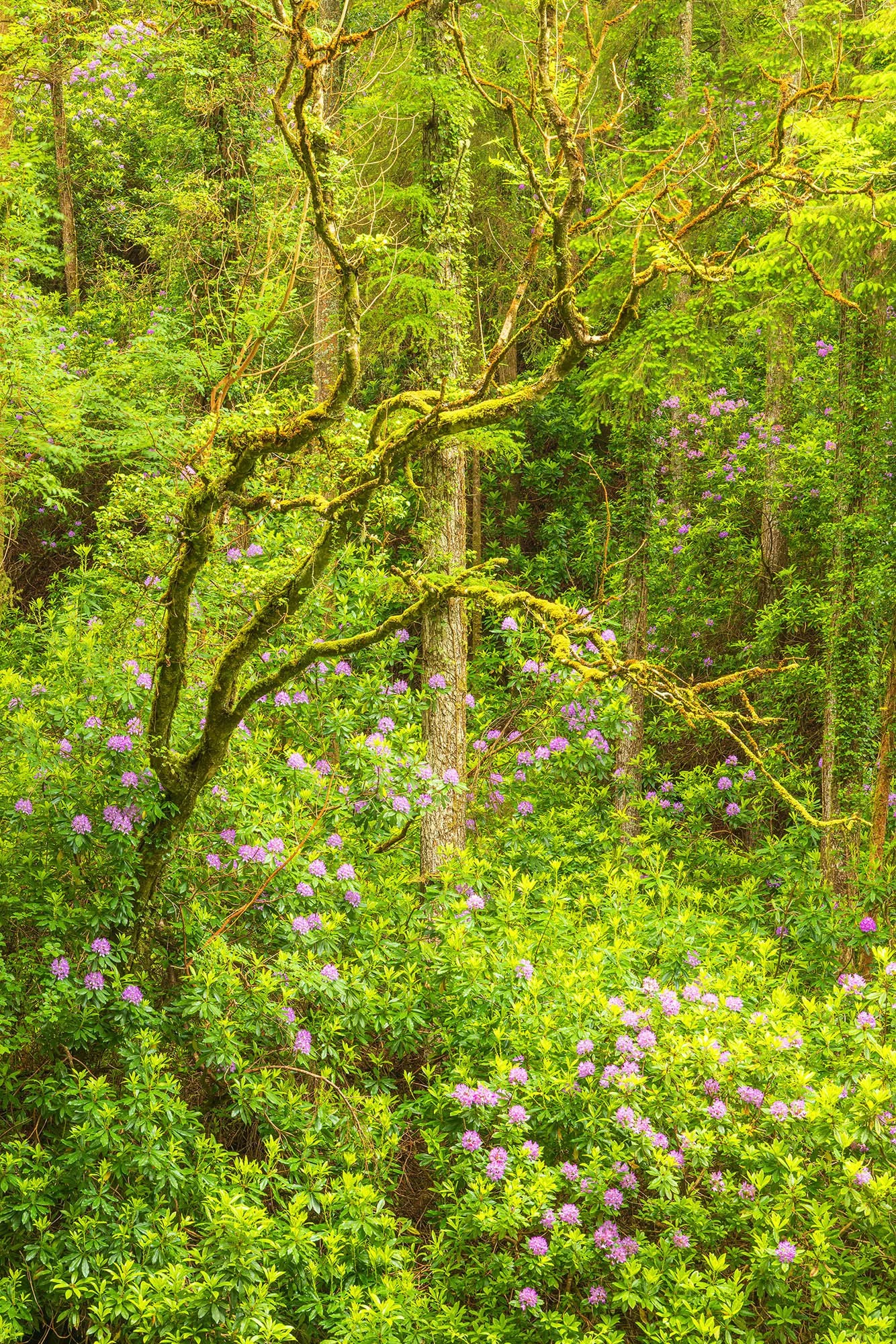 Ireland